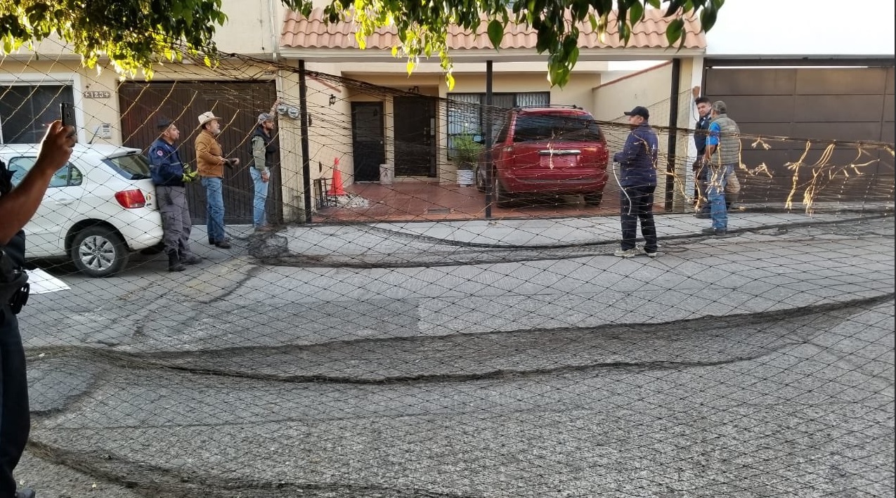 Las autoridades protegieron el exterior del domicilio para impedir que el felino escapara (Foto: SSP_SLP)