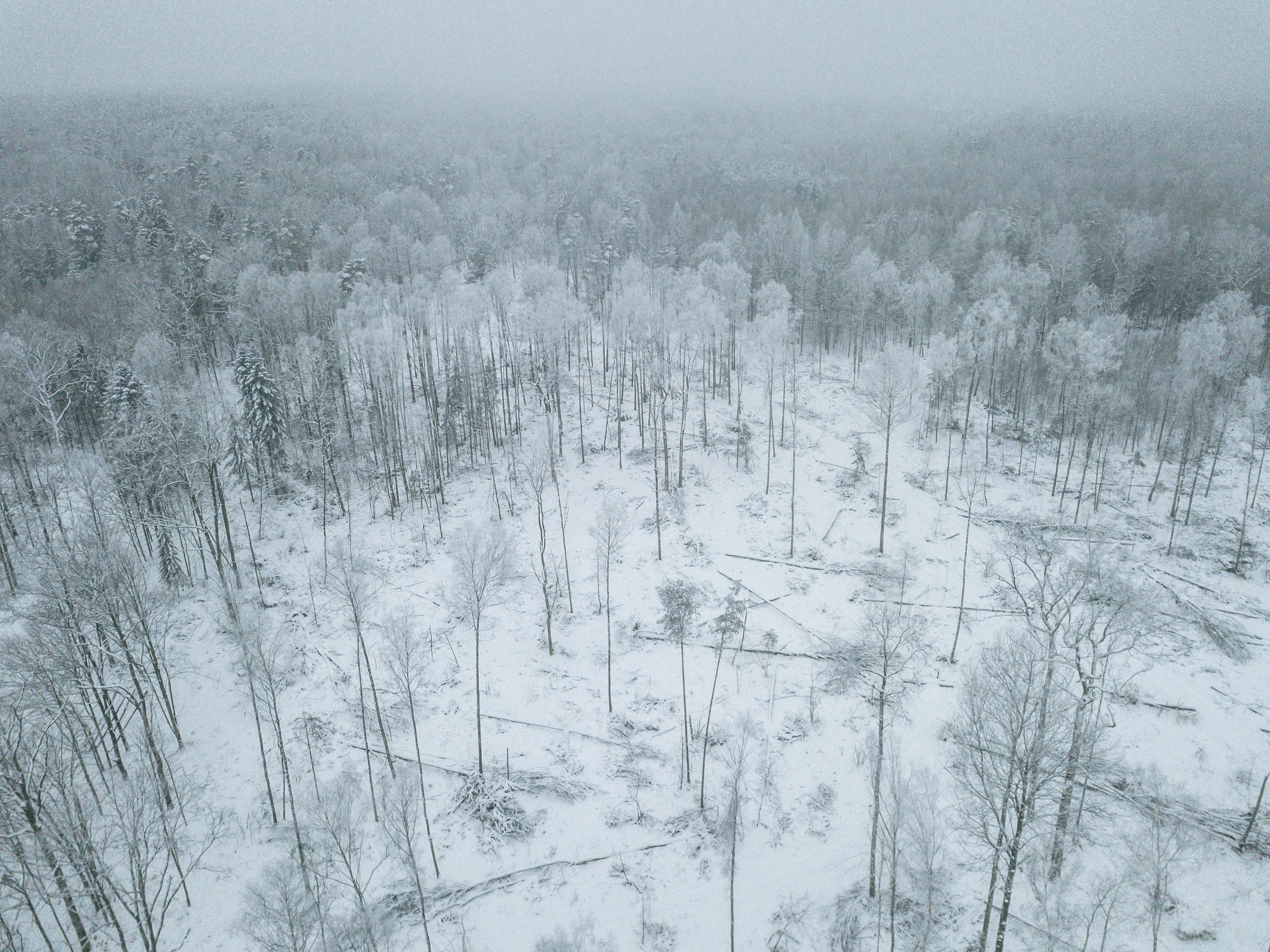 Ha pasado más de un año desde que se ordenó detener la tala en el bosque de Bialowieza, pero las cicatrices todavía son visibles. (Andrea Mantovani/The New York Times)