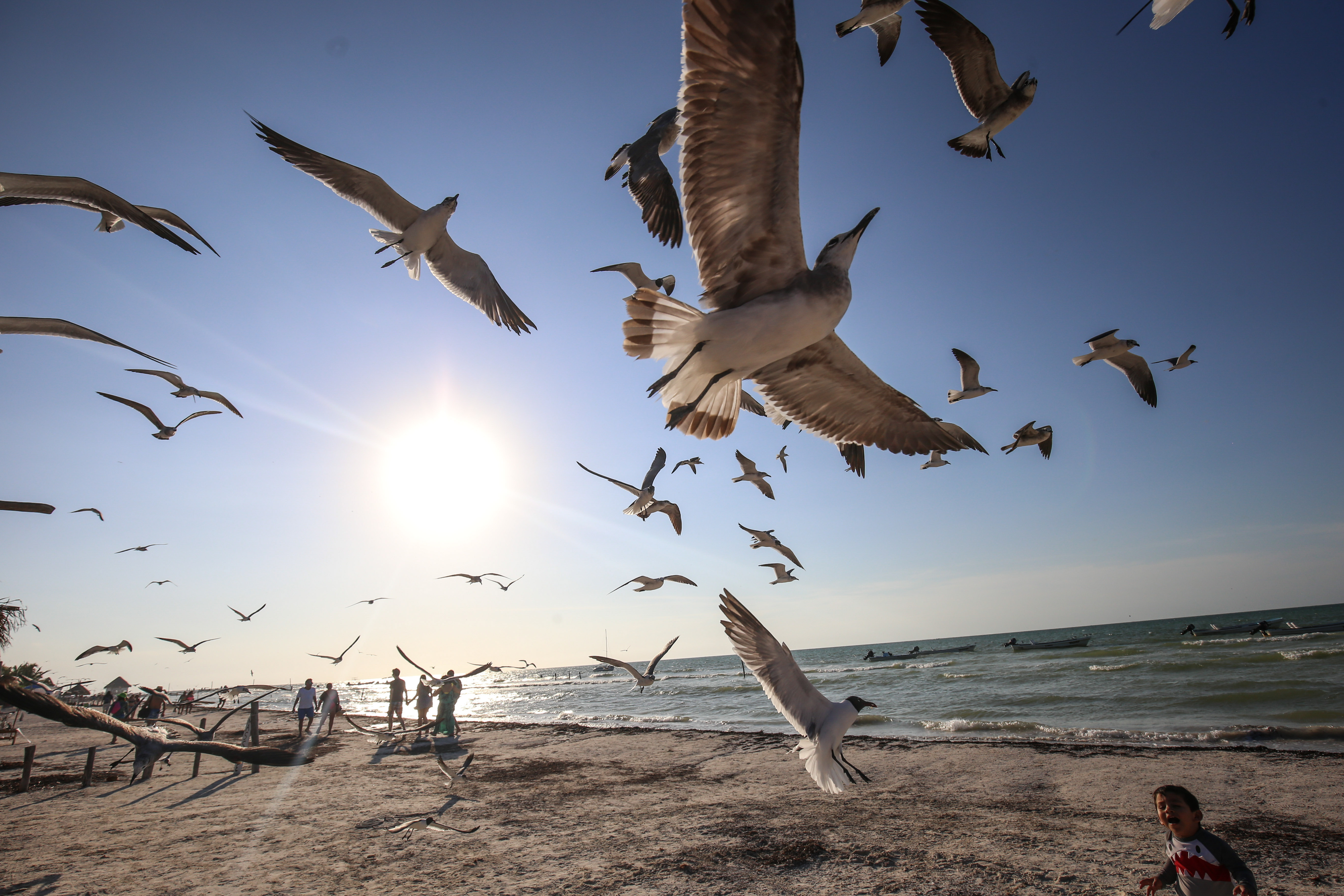 HOLBOX, QUINTANA ROO- Niños juegan con las gaviotas en la playa, muchas personas aprovecharon el fin de semana largo para salir a los diferentes destinos turísticos del país. FOTO: ELIZABETH RUIZ /CUARTOSCURO