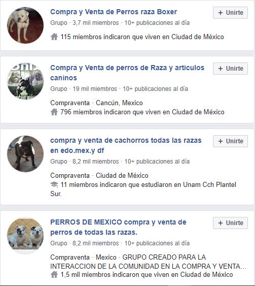 En redes sociales, existen distintos grupos de compra y venta de mascotas (Foto: Facebook)