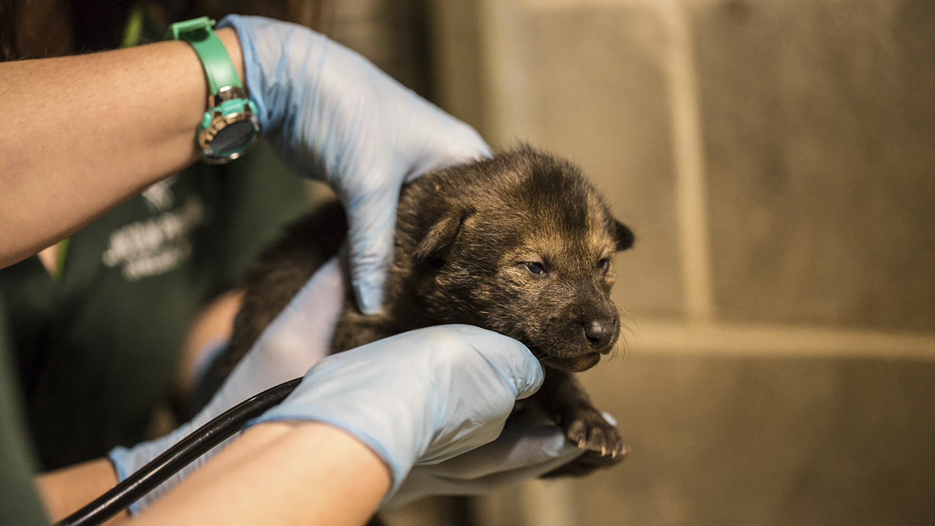Dan Boehm, curador del zoo, dijo que el nacimiento de los cachorros se dio cuando los científicos estiman que quedan menos de 30 lobos pelirrojos en su hábitat natural en Carolina del Norte.