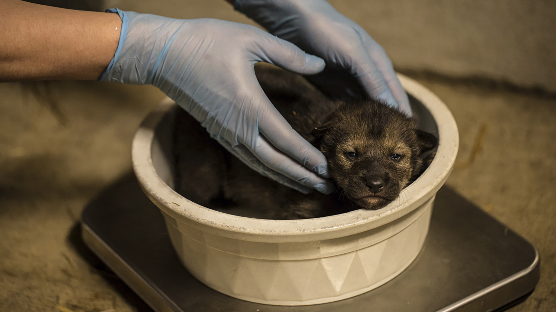 Los lobos, llamados así por su pelaje rojo, a lo largo de los años han sido llevados al borde de la extinción por la caza y el zoológico de Chicago participa con otros zoológicos en un plan de supervivencia de especies de lobo rojo para aumentar su población. (Fotos: Christopher Bijalba/Lincoln Park Zoo via AP)