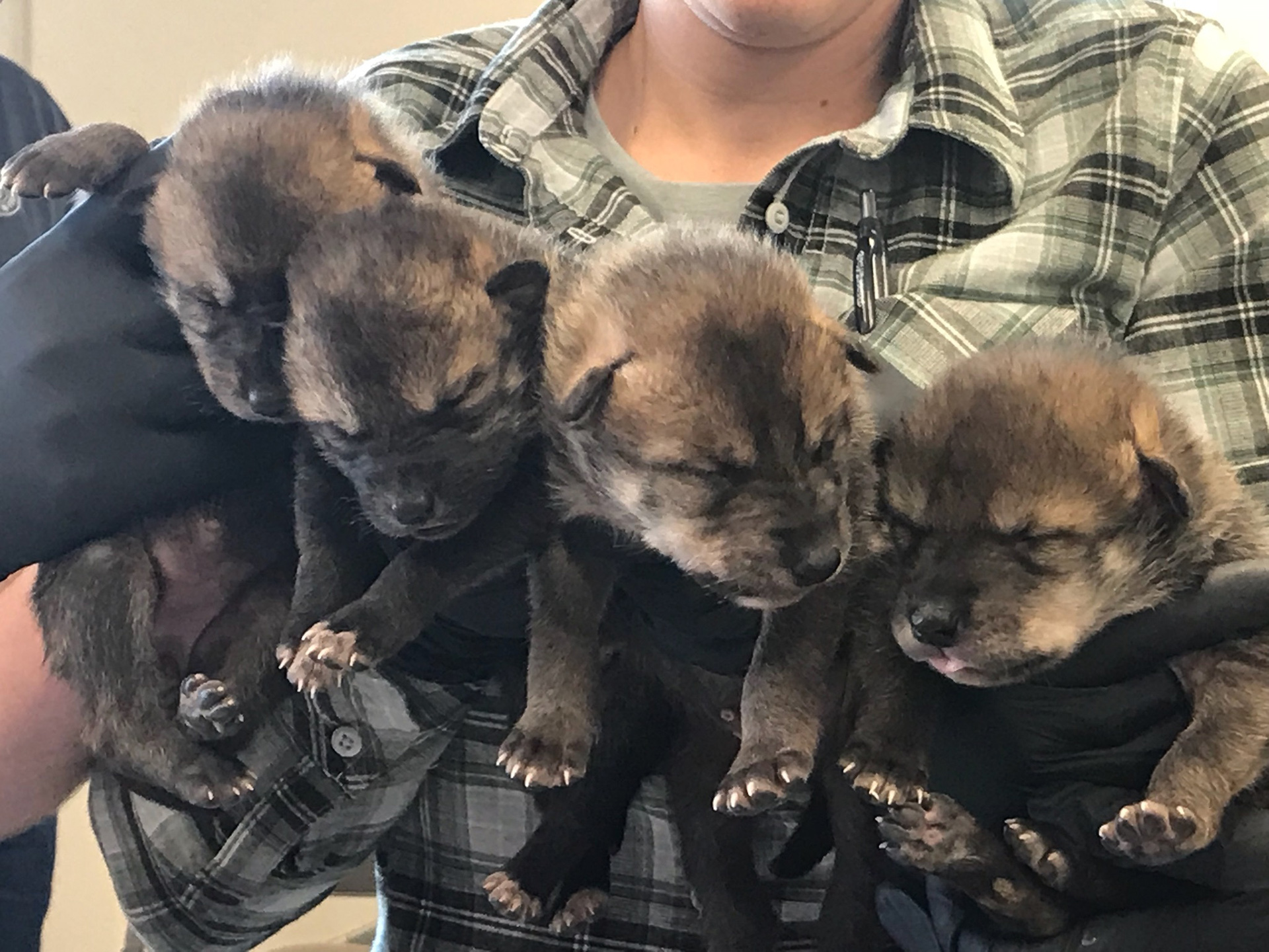 Cuatro de los seis cachorros nacidos en Misuri en el Endangered Wolf Center (Foto: Endangered Wolf Center/ Rachel Crosby via AP)