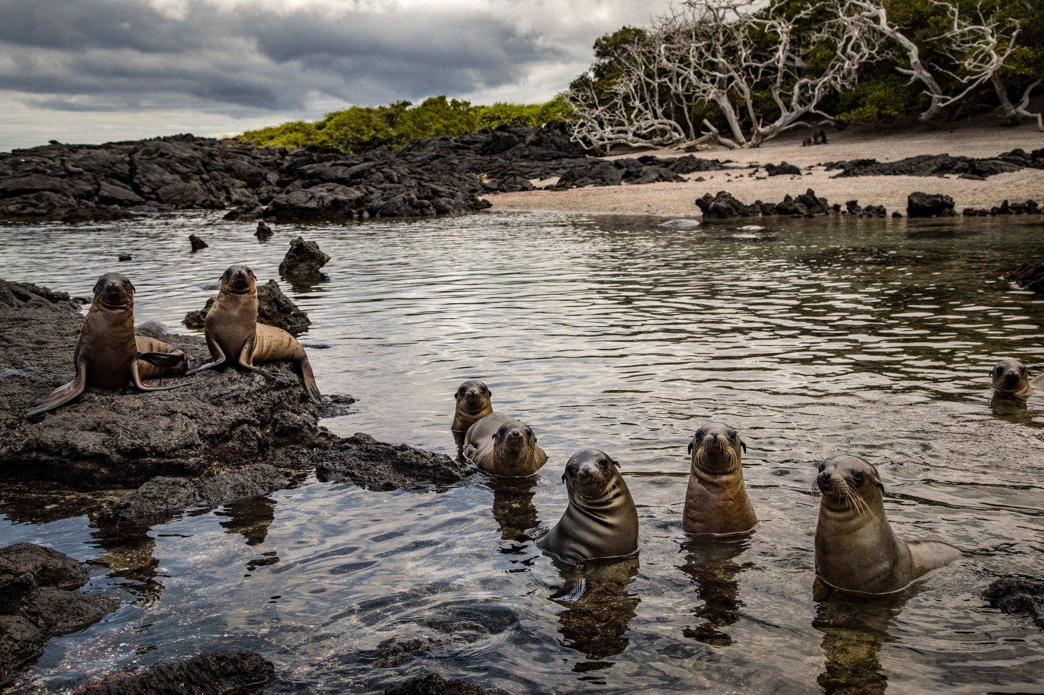 Leones marinos en una bahía de isla Isabela en las islas Galápagos. Noviembre de 2018. (Josh Haner/The New York Time)