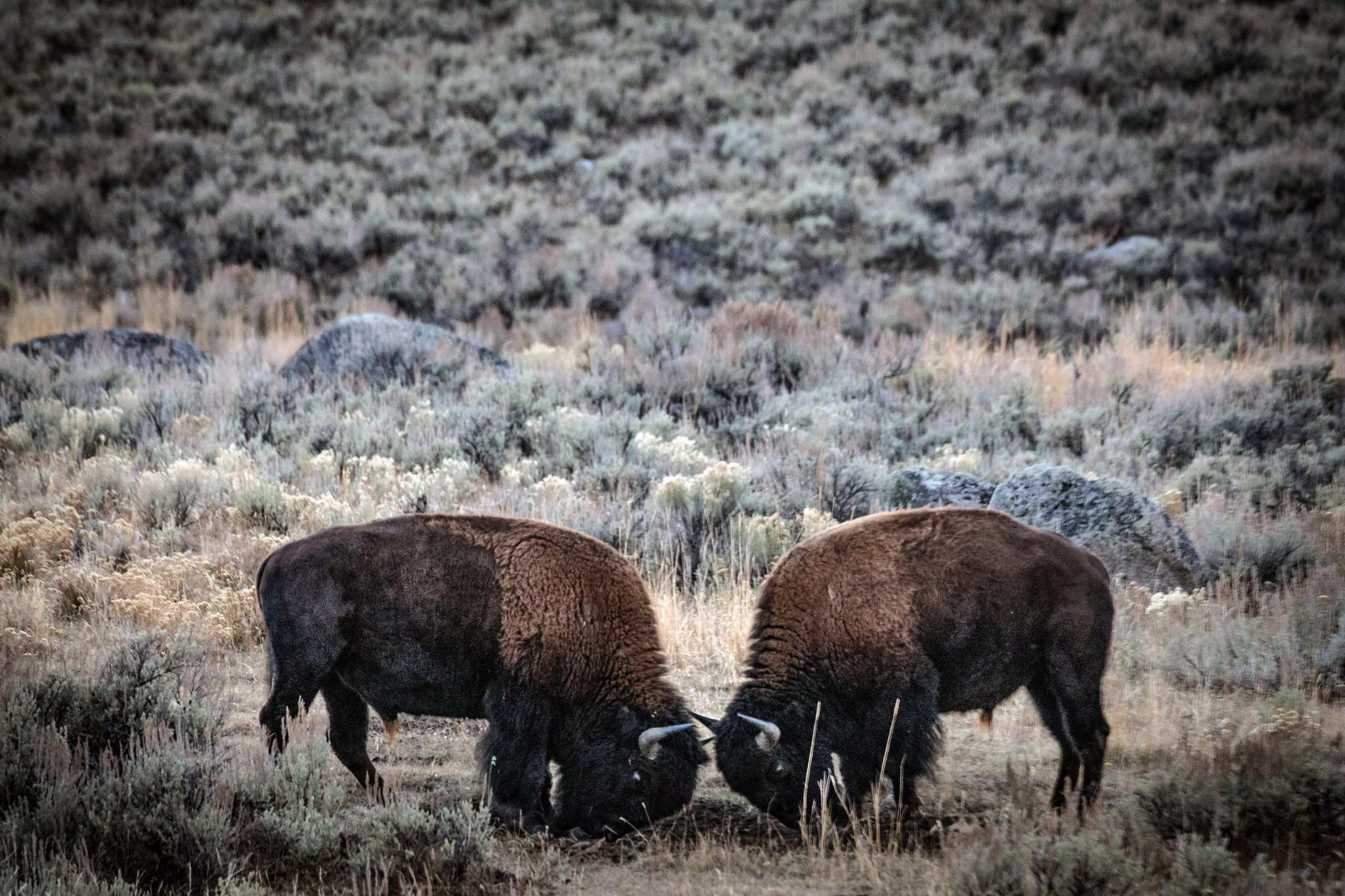 Bisontes peleando, Parque Nacional Yellowstone. Octubre de 2018. (Josh Haner/The New York Time)
