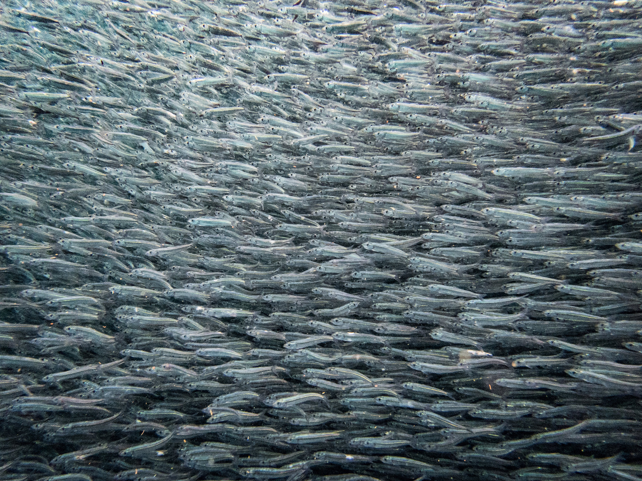 Un cardumen de sardinas del que se estaban alimentando los pingüinos de las Galápagos cerca de la isla Isabela en las Galápagos. Noviembre de 2018. (Josh Haner/The New York Time)
