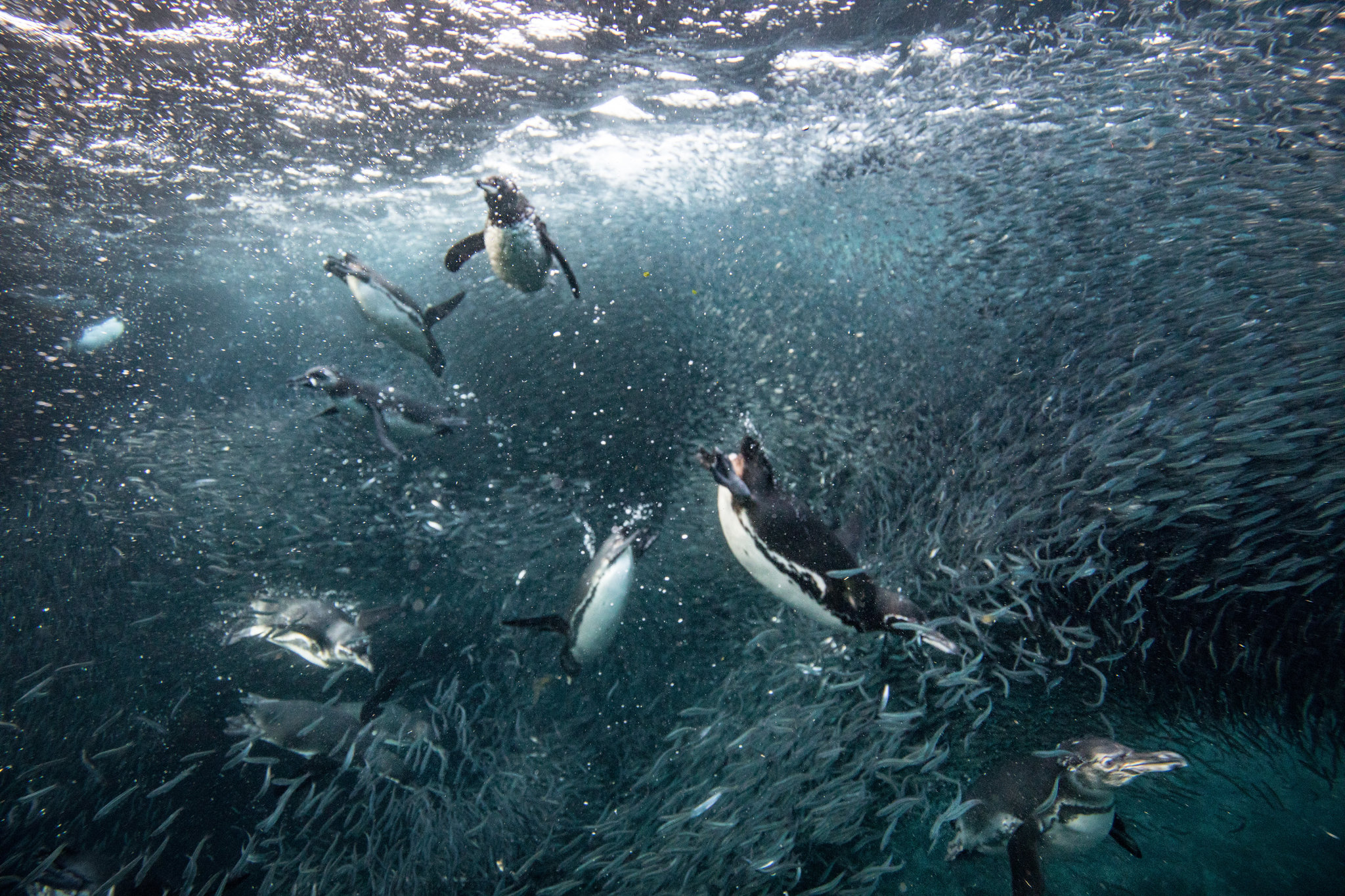 Pingüinos de las Galápagos en busca de peces en isla Isabela en las islas Galápagos. Noviembre de 2018. (Josh Haner/The New York Time)