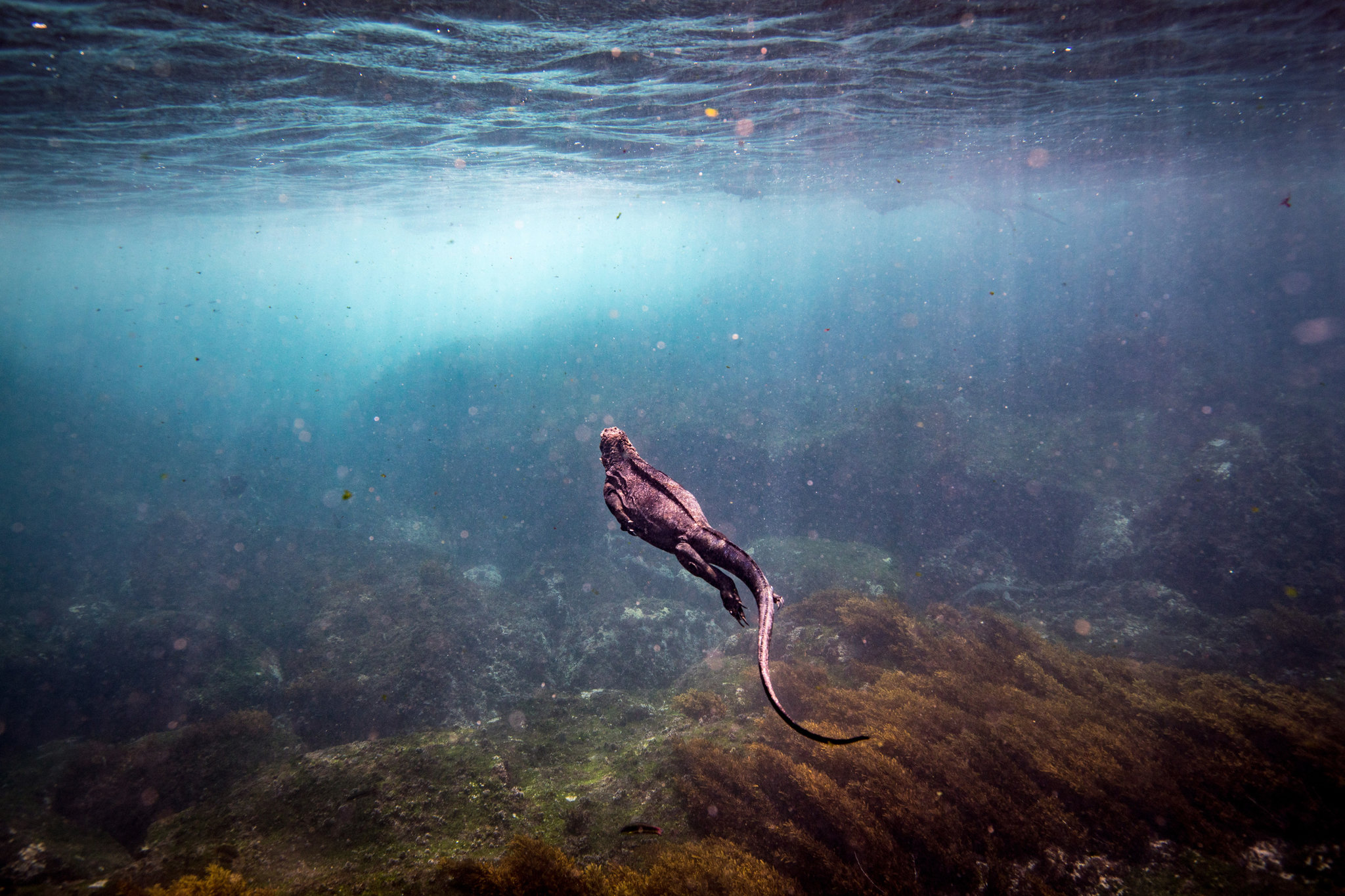 Iguanas marinas alimentándose de algas bajo el agua cerca de cabo Douglas en la isla Fernandina en las islas Galápagos. (Josh Haner/The New York Time)