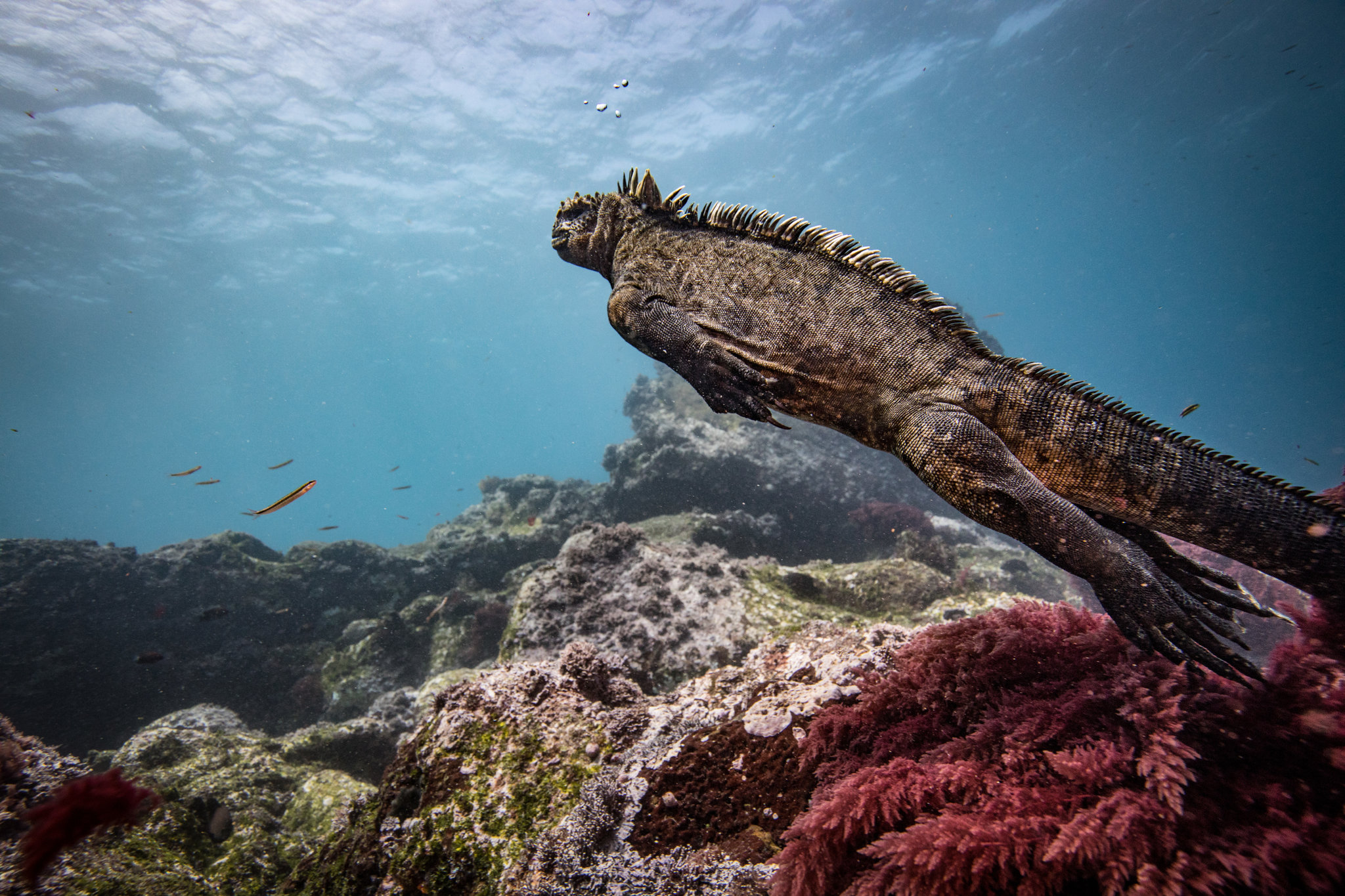 Iguanas marinas alimentándose de algas bajo el agua cerca de cabo Douglas en la isla Fernandina en las islas Galápagos. Noviembre de 2018. (Josh Haner/The New York Time)
