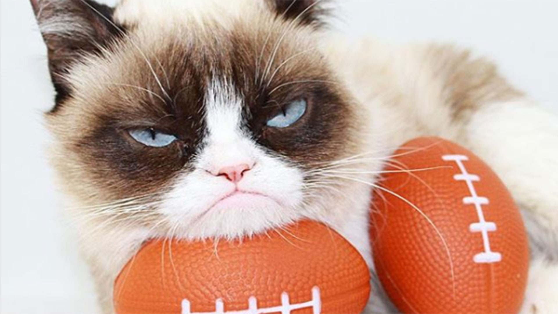 Grumpy Cat, la gata gruñona que murió a los siete años