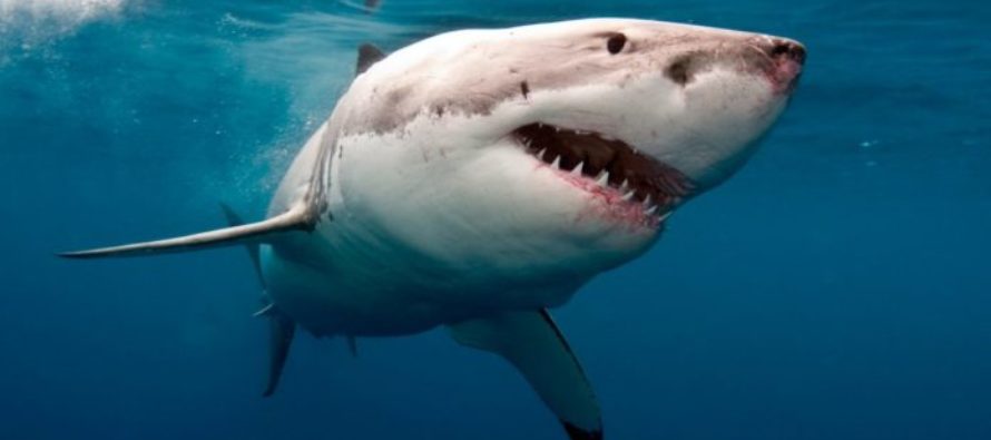 De los 43 tiburones en los registros de OCEARCH, seis de los más grandes se encuentran en el litoral de las Carolinas, informó la organización (Foto: archivo)
