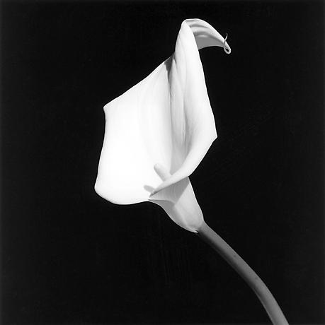 Robert Mapplethorpe