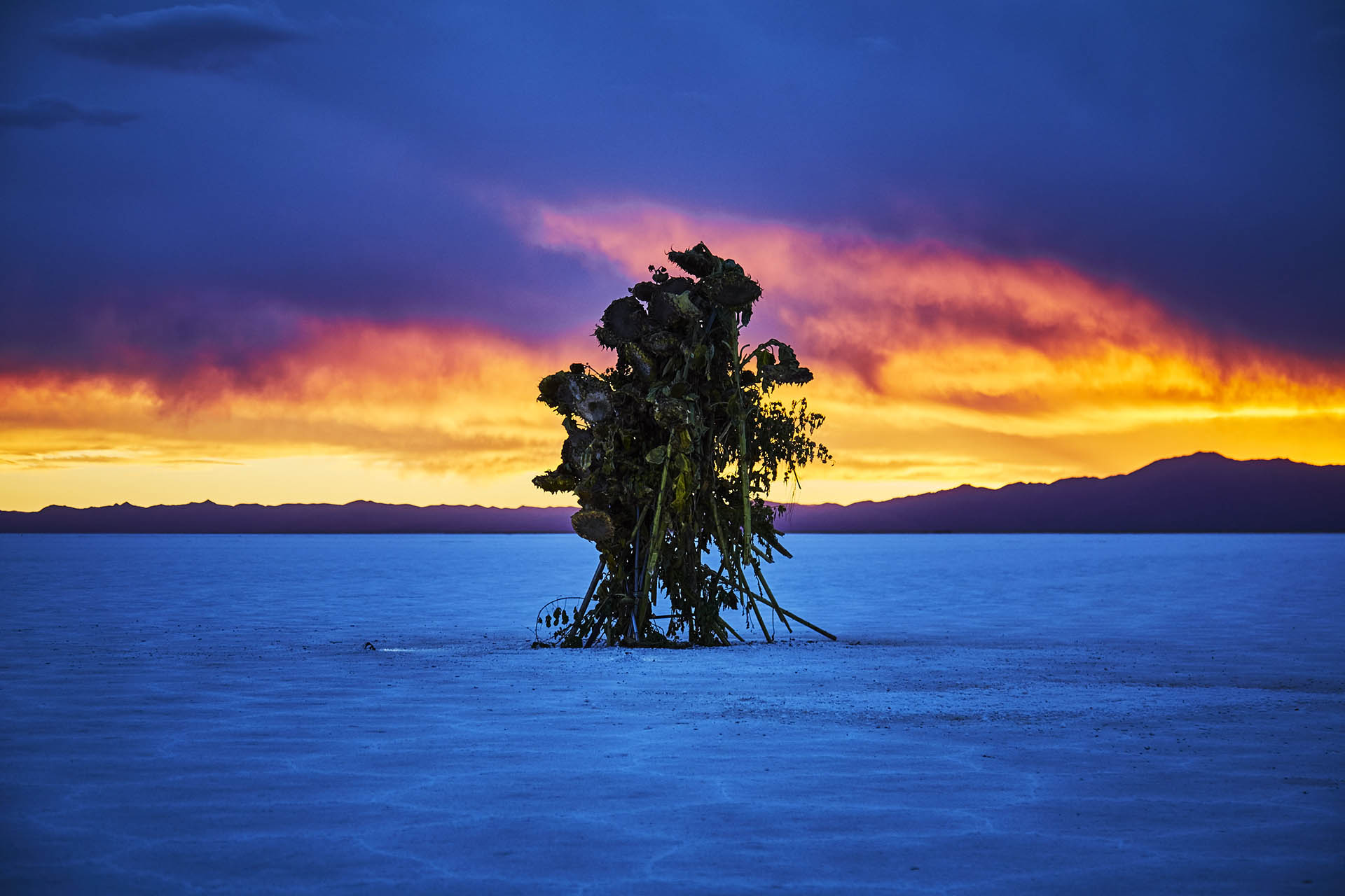 La “Flor de sal” permanenció un año en el inhóspito paisaje (Shunsuke Shiinoki)