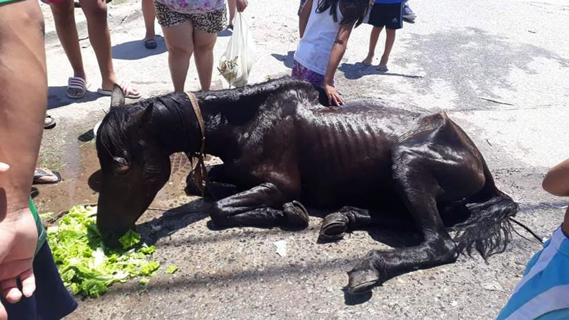 En Quilmes se deberá crear un registro de las personas que tienen en su guarda caballos en el que se indique el estado de los mismos y se controle su paradero. (La Noticia1)