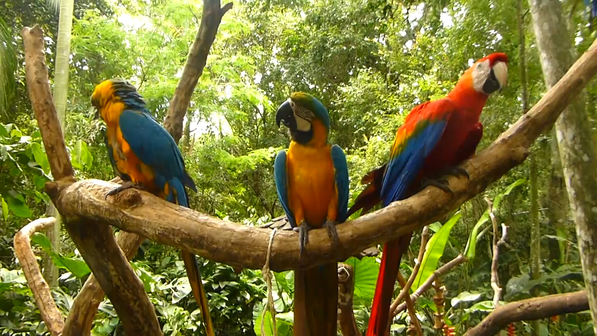 El guacamayo rojo desapareció de los Esteros del Iberá, víctima del mascotismo