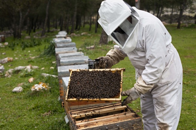 En los últimos cuatro años desaparecieron en el país 600.000.000 de abejas (Foto: Greenpeace)
