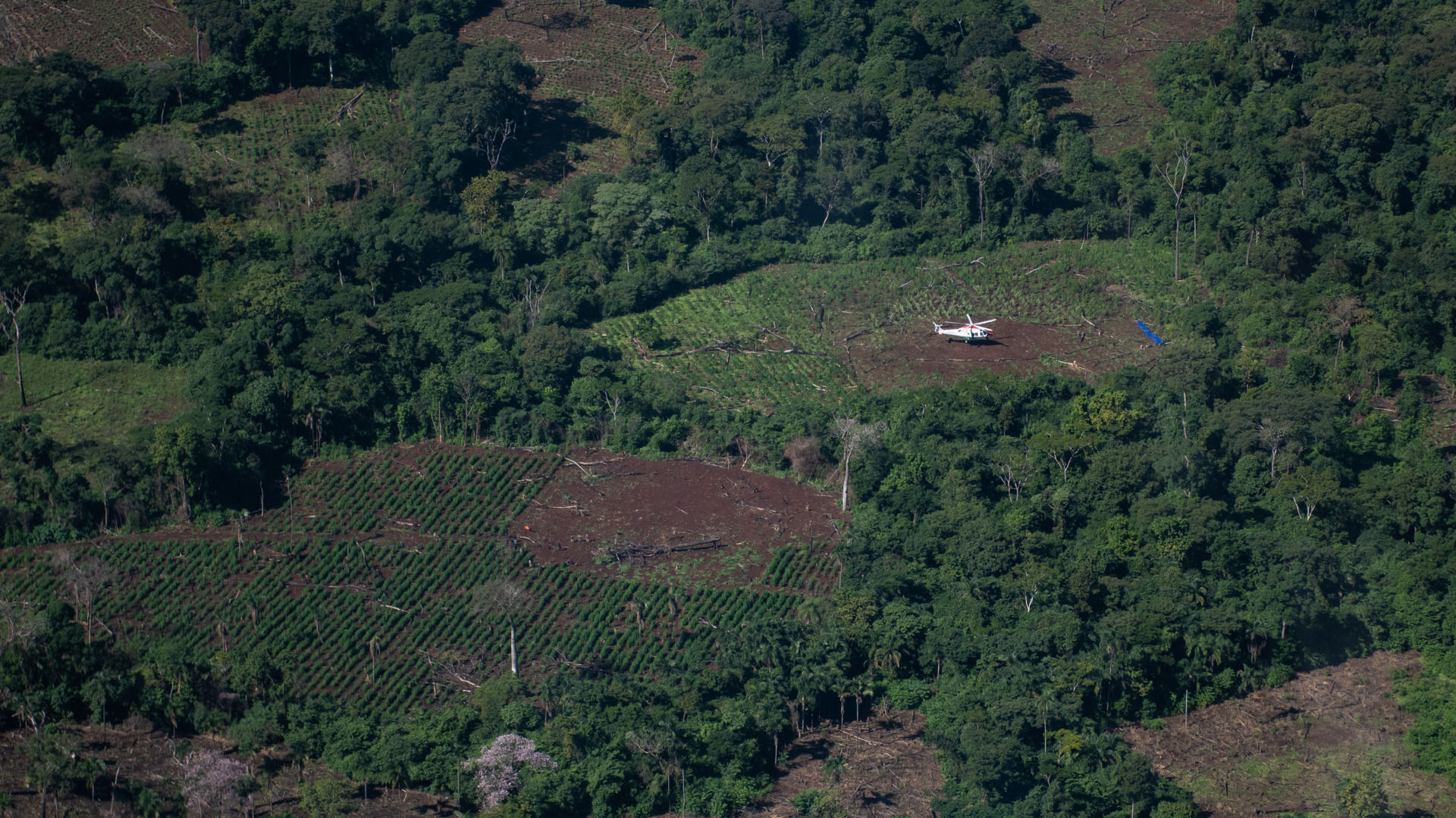 Las hectáreas de marihuana vistas desde el aire. Se aprovechan los sectores de bosque en el monte para talarlos desde adentro y formar anillos que solo pueden ser detectados con helicóptero.