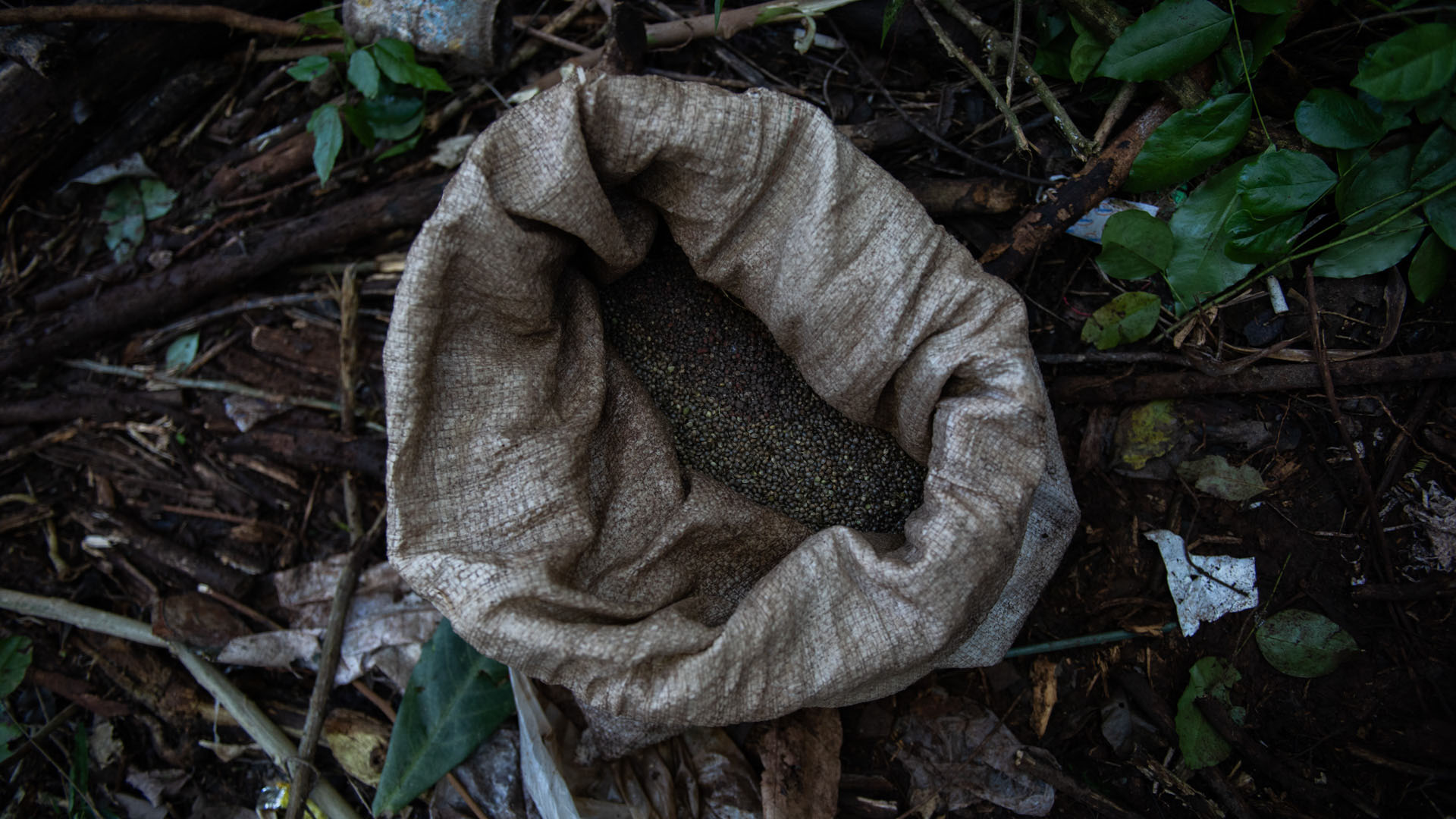 El campamento en la plantación con una bolsa de diez kilos de semillas de cannabis, que se mezcla con secante e insecticida.