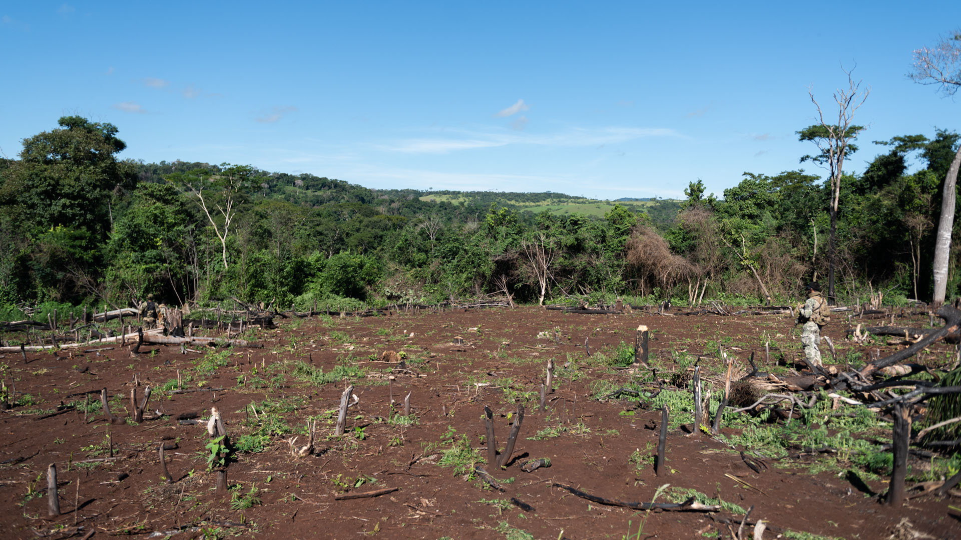 La deforestación en un subproducto del avance narco en la llanura paraguaya. Los cosecheros pueden generar hasta dos tandas de producción por año en una parcela.