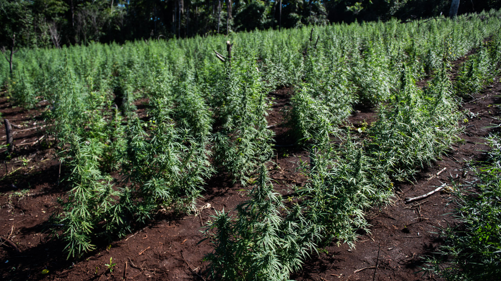 La zona allanada fue de tres hectáreas: se calculaban 90 mil plantas en total, con otras plantaciones que quedaban por cortar a lo largo de la llanura.