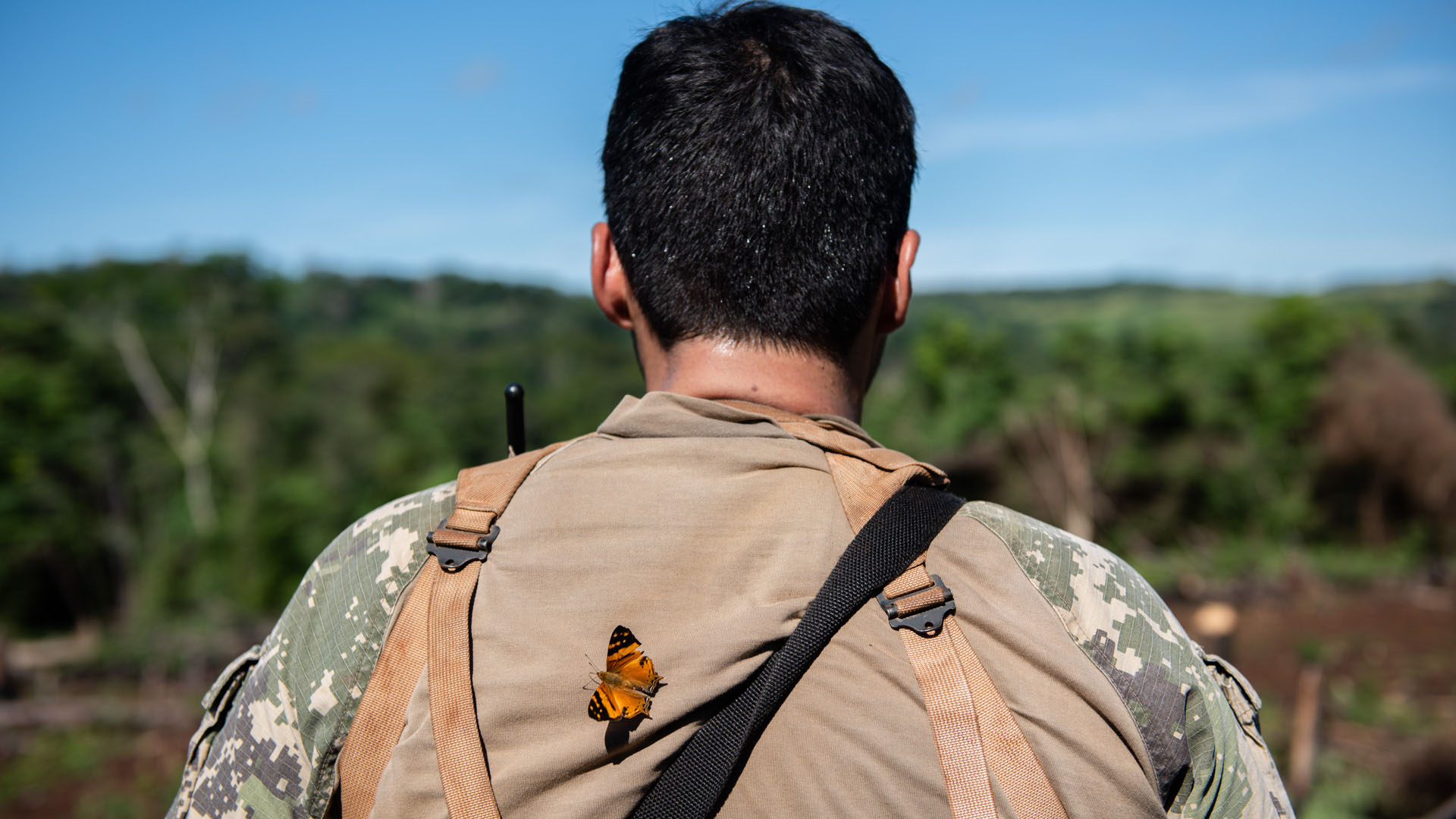 Las mariposas son una figura común en la espesura.