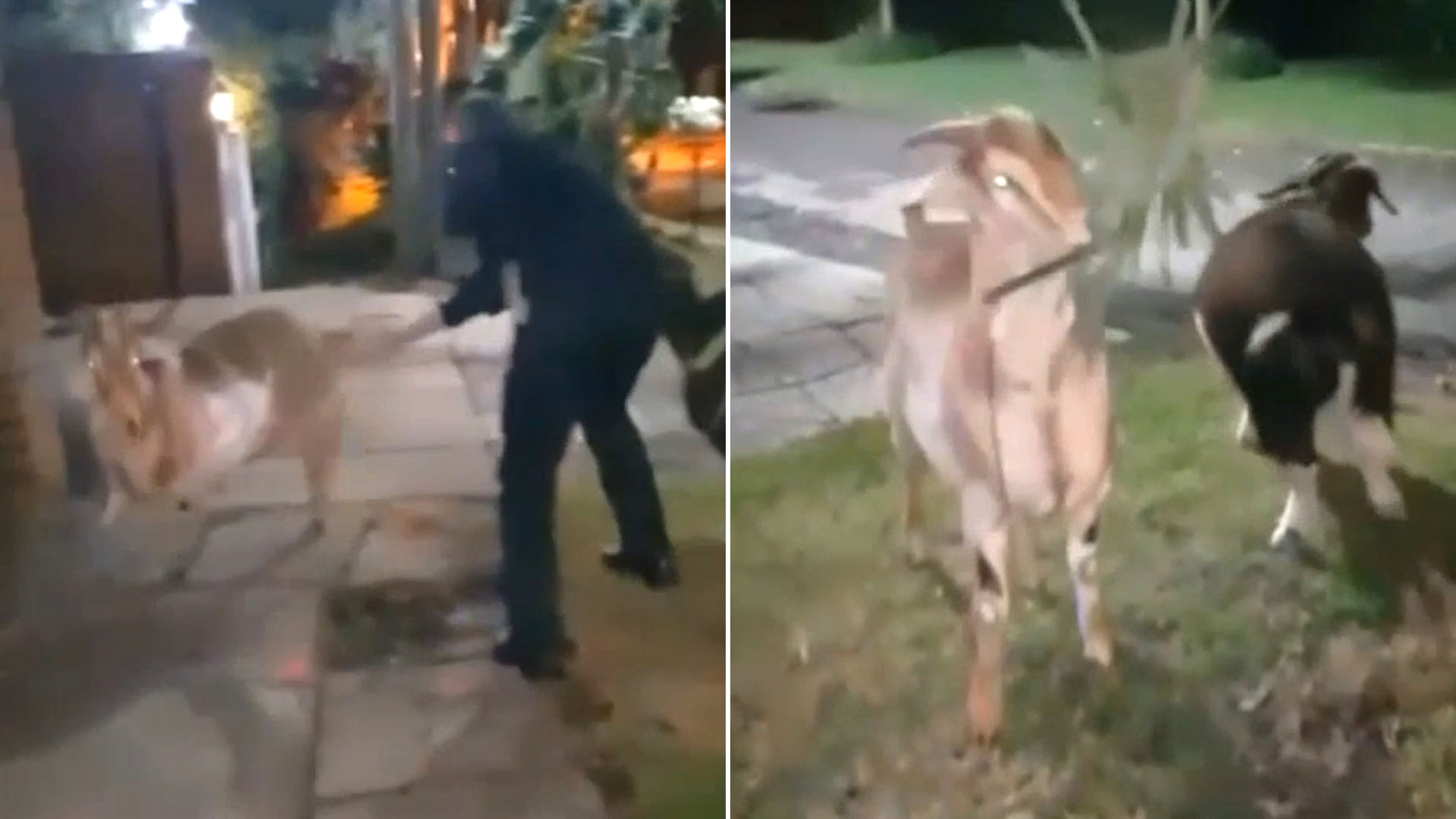 conzi cabras captura 1920