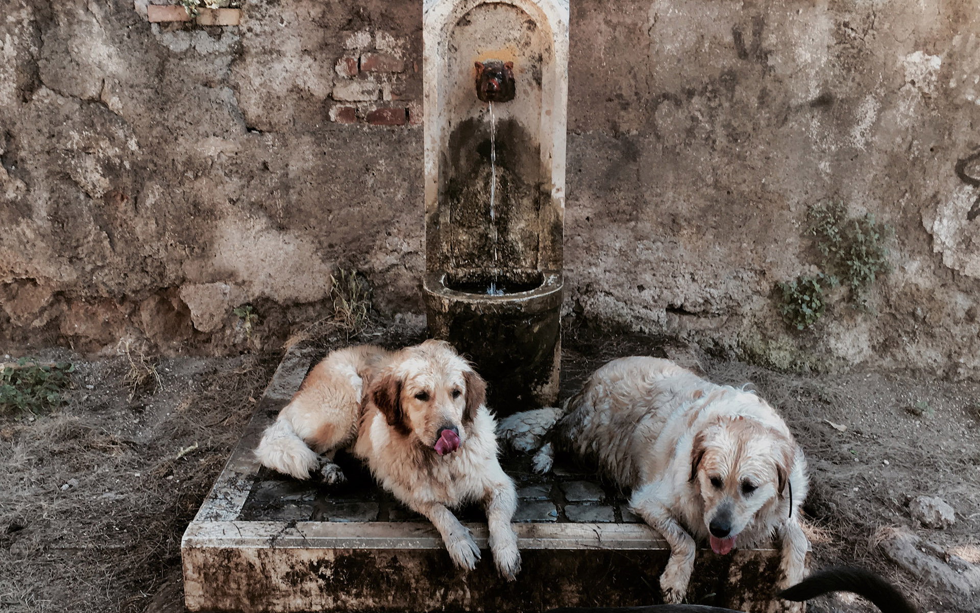 Perros en Roma (Tiziana Fabi/ AFP)