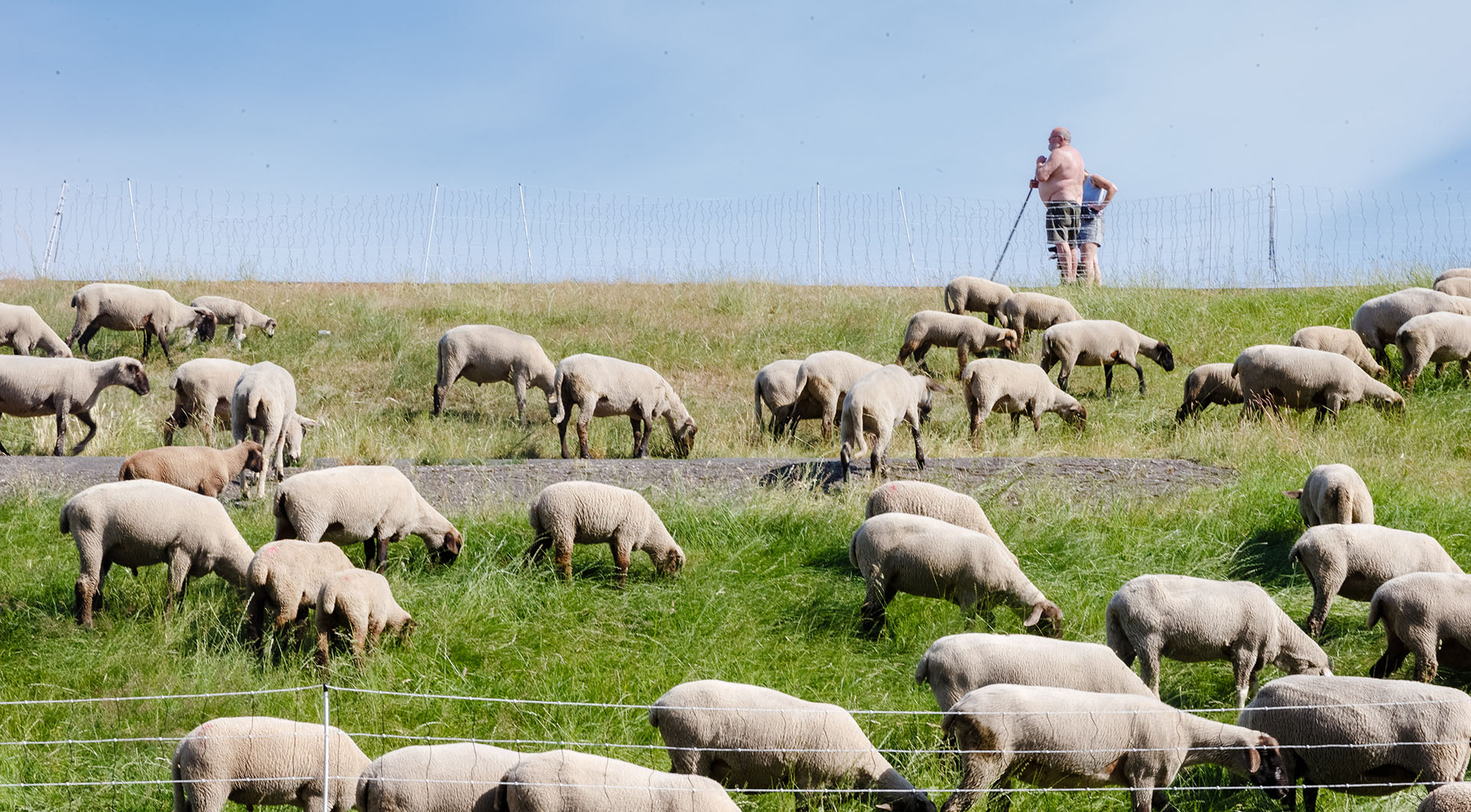 Un pastor observa mientras las ovejas pastan junto a un dique en Hamburgo durante la cálida mañana del 25 de junio de 2019 (Markus Scholz/ AFP)