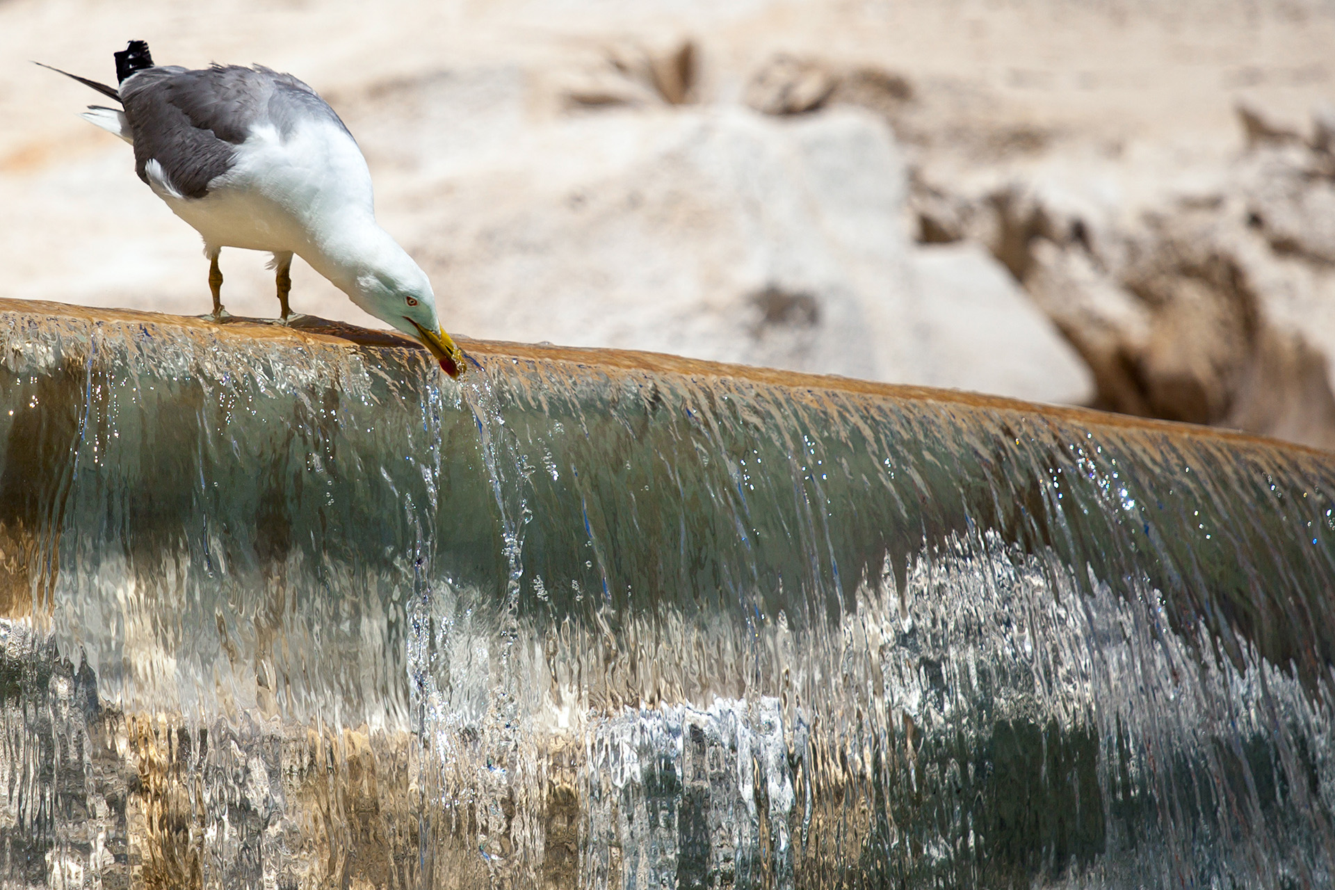 Una gaviota bebe agua de la Fontana de Trevi. en el centro de Roma (Laurent Emmanuel/ AFP)