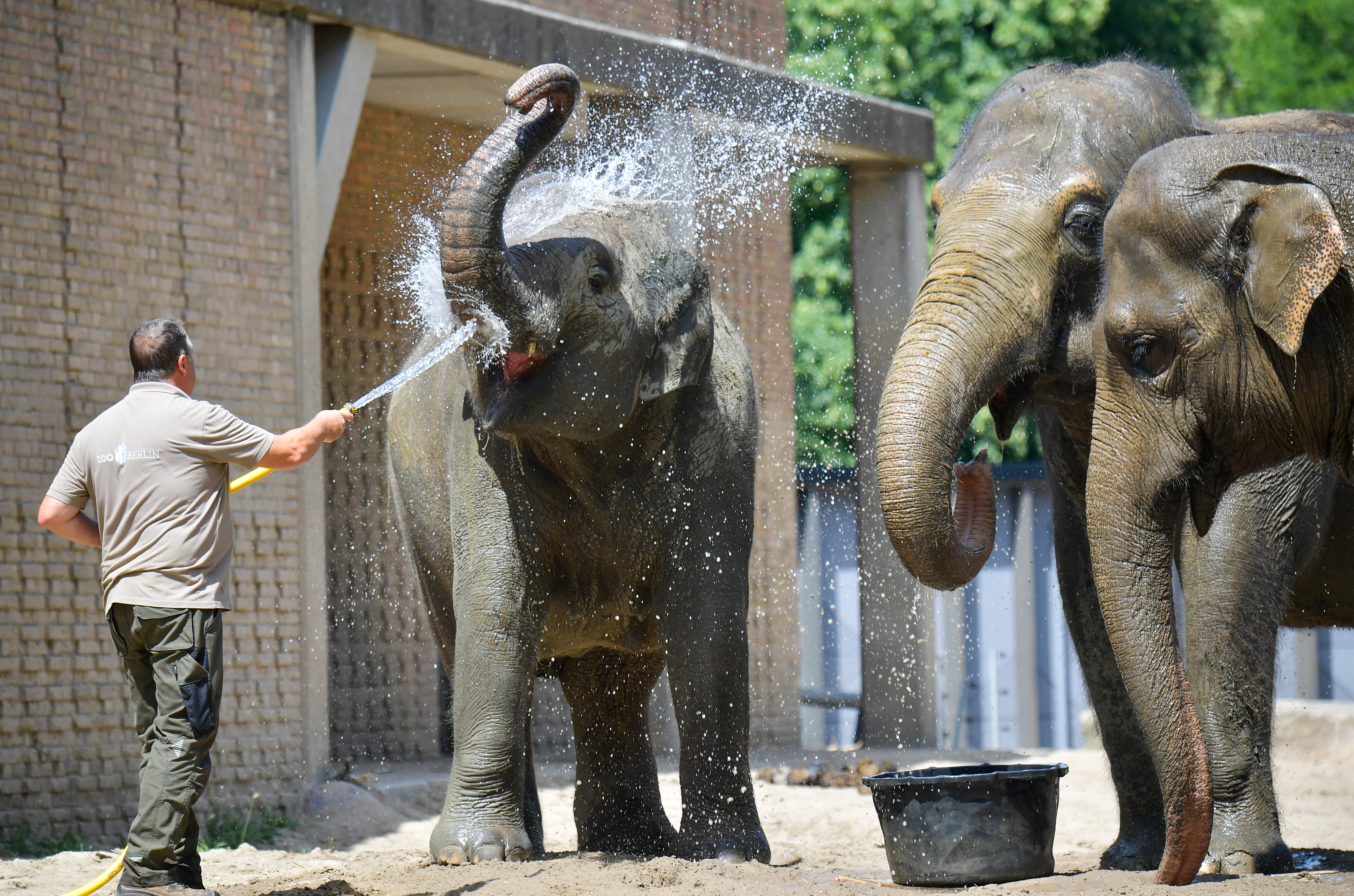 Un trabajador del zoológico de Berlín refresca a los elefantes (Tobias Schwarz/ AFP)