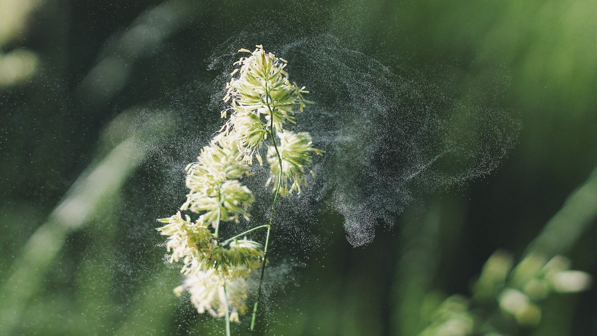 El viento también es un agente polinizador (Foto: Pixabay)