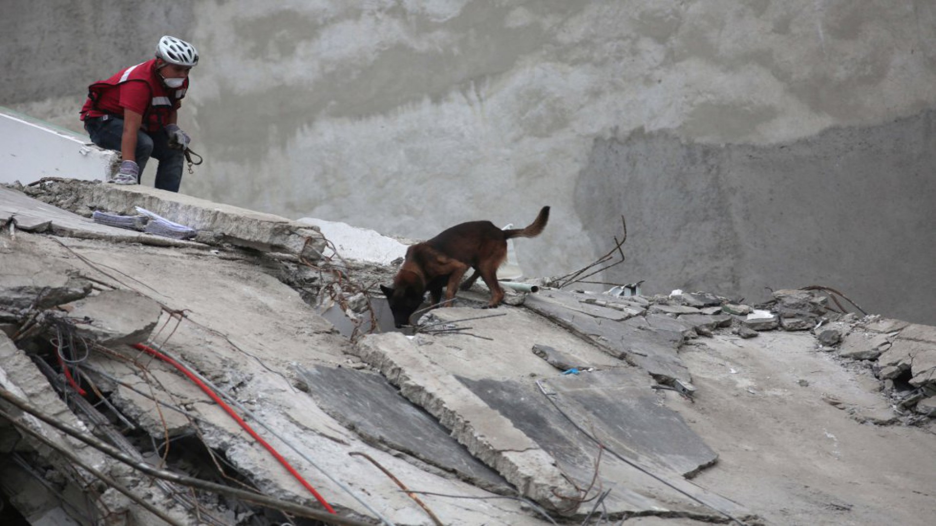 Chichí identificó el lugar exacto donde se encontraban personas vivas en un edificio donde ya habían abandonado las labores de rescate (Foto: EFE)