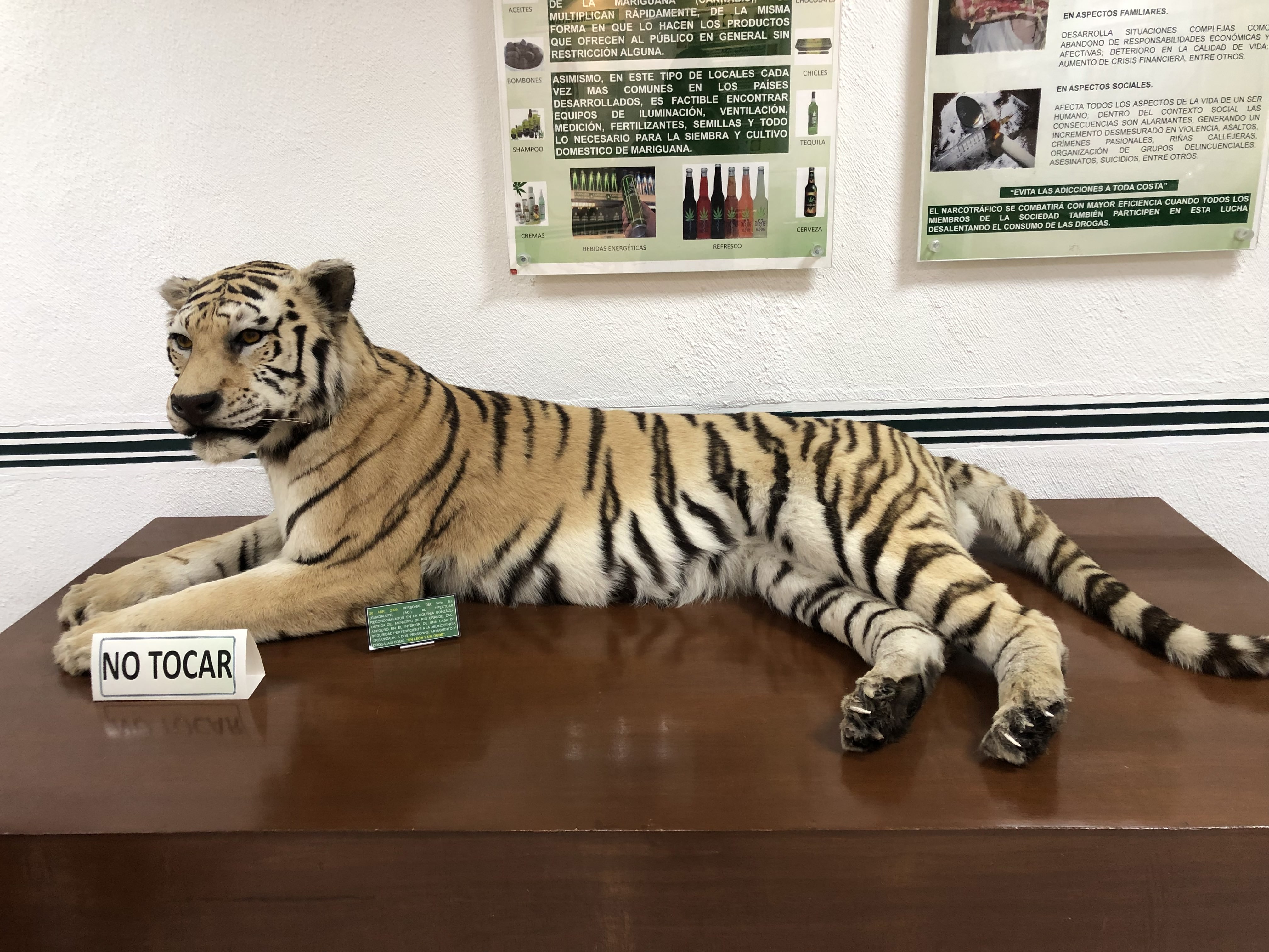 Tigre disecado encontrado en la casa de un narcotraficante (Foto: Diana Zavala/Infobae)