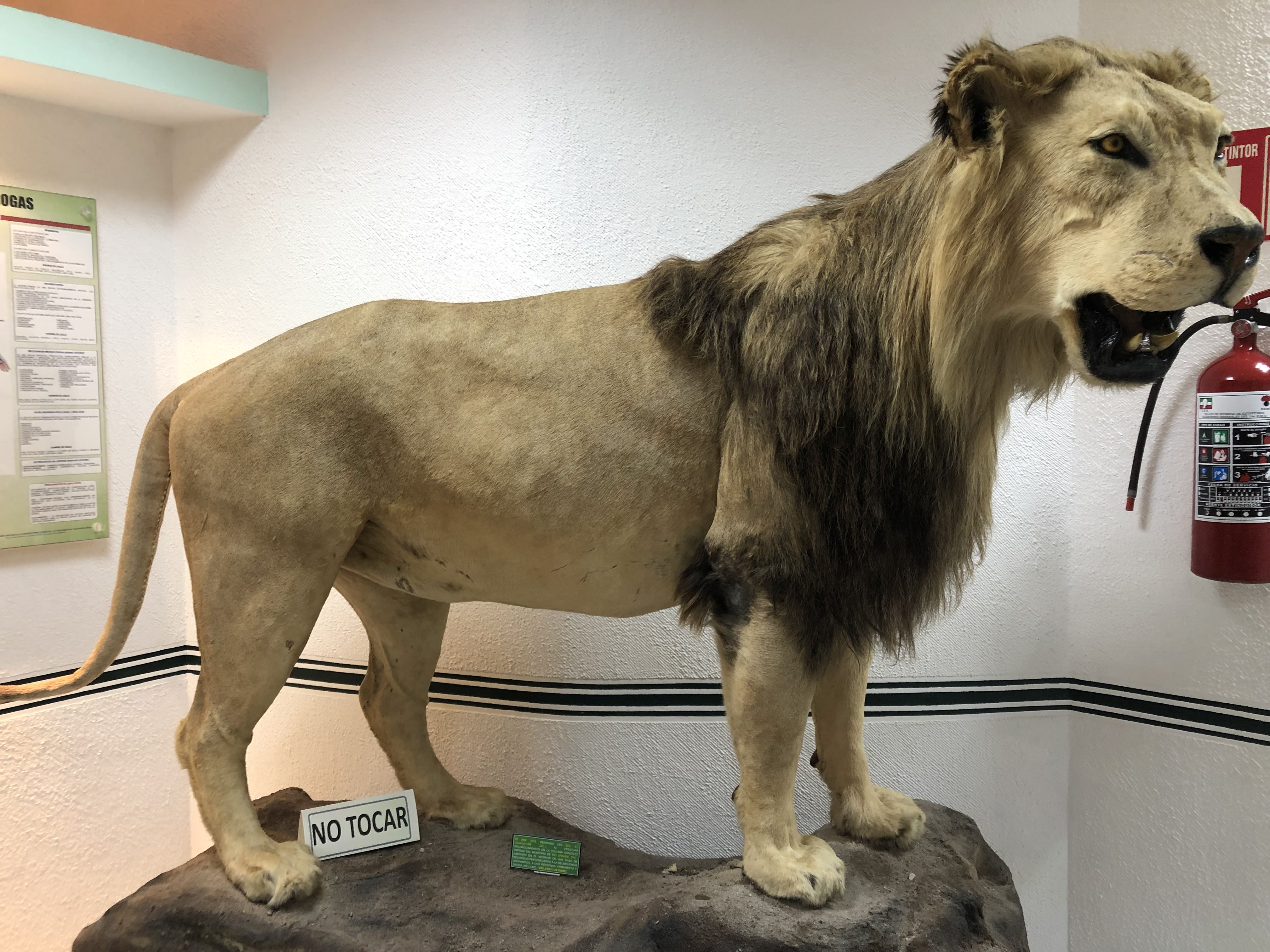 León disecado encontrado en la casa de un narcotraficante (Foto: Diana Zavala(Infobae)