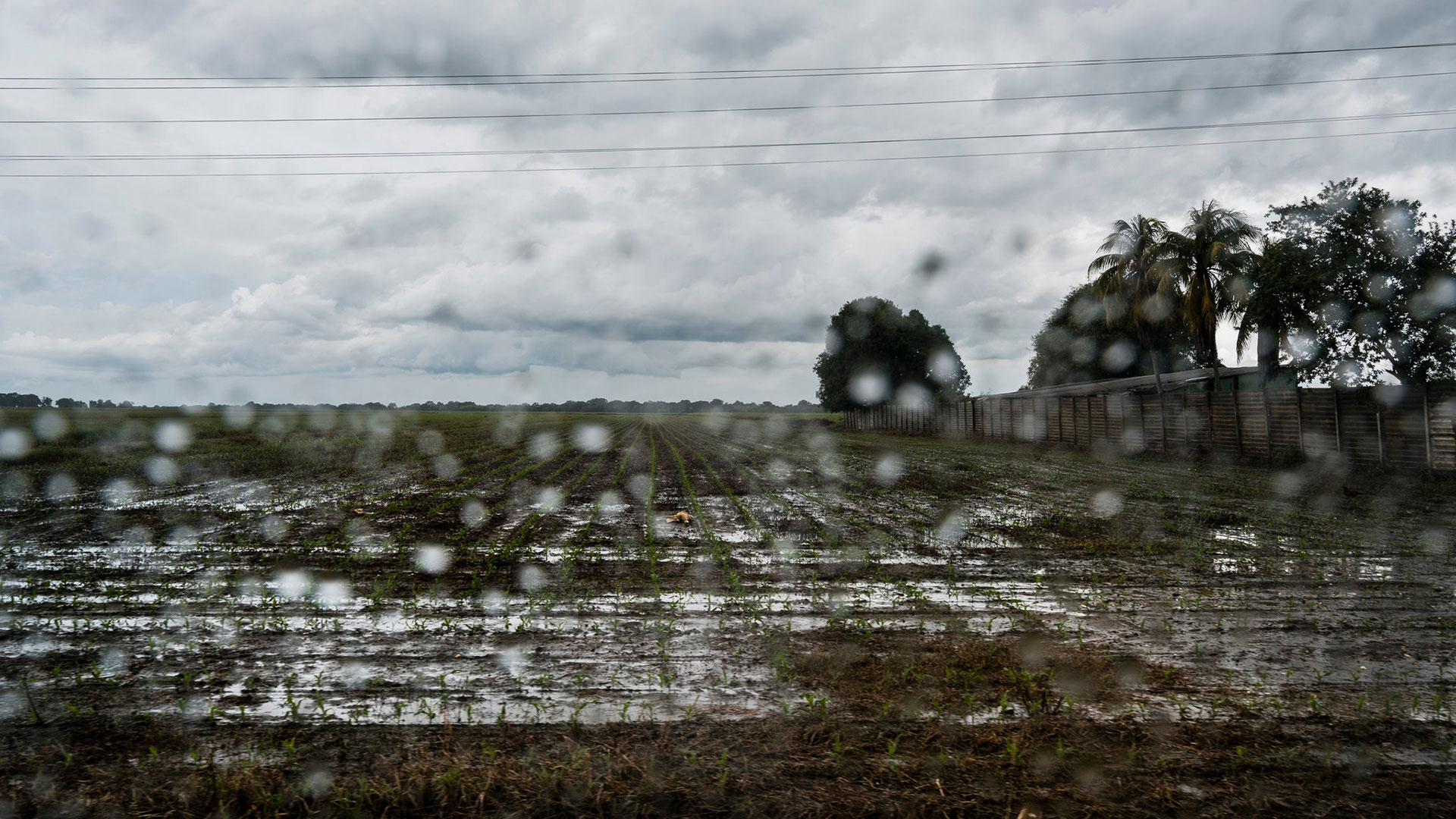 Los campos de arroz en el estado de Portuguesa, donde la falta de gasolina incapacitó esta cosecha que no puede esperar (Adriana Loureiro Fernández para The New York Times)