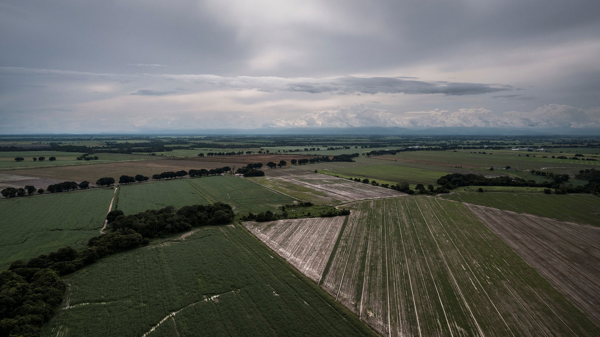 Campos cultivados (izquierda) alternan con campos abandonados en Turén (Adriana Loureiro Fernández para The New York Times)