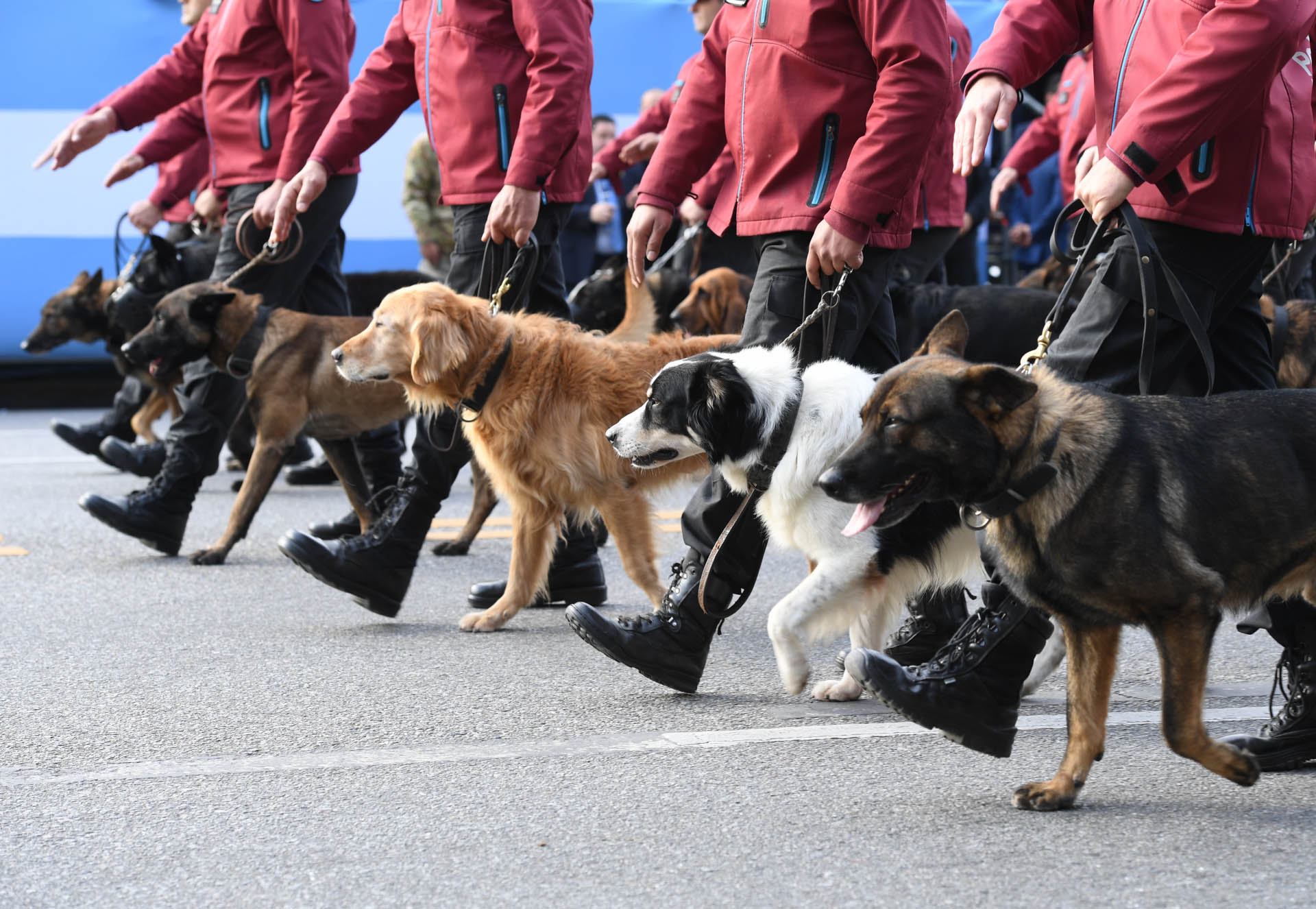 Además de vehículos y personas, también desfilaron perros de la división canina de la Policía de la Ciudad y caballos de distintas fuerzas de seguridad (Fotos Maximiliano Luna)
