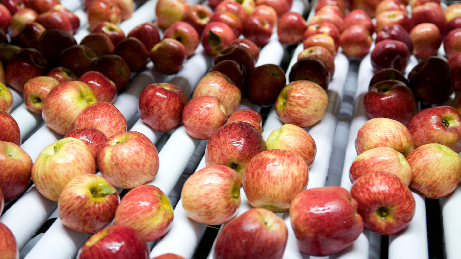 Las frutas frescas comenzarán a pagar menos retenciones (Prensa Agroindustria)
