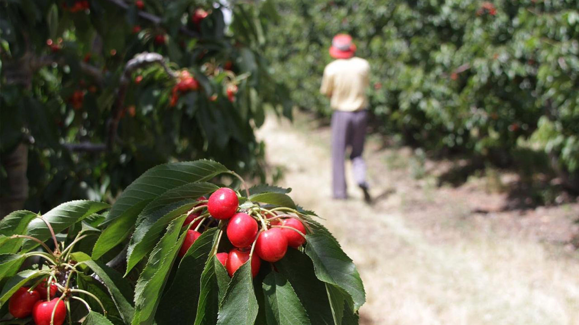 Desde el Gobierno esperan que haya una mejora competitiva (Prensa Agroindustria)