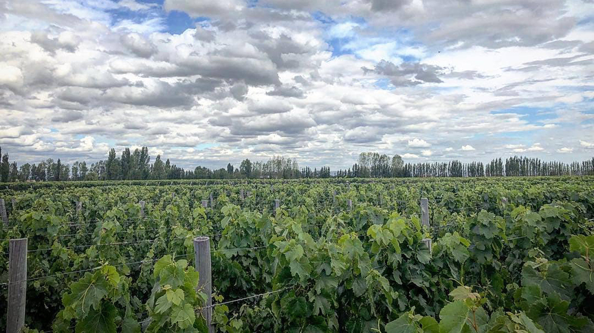 Los viñedos de Zuccardi (IG: @zuccardivalledeuco)