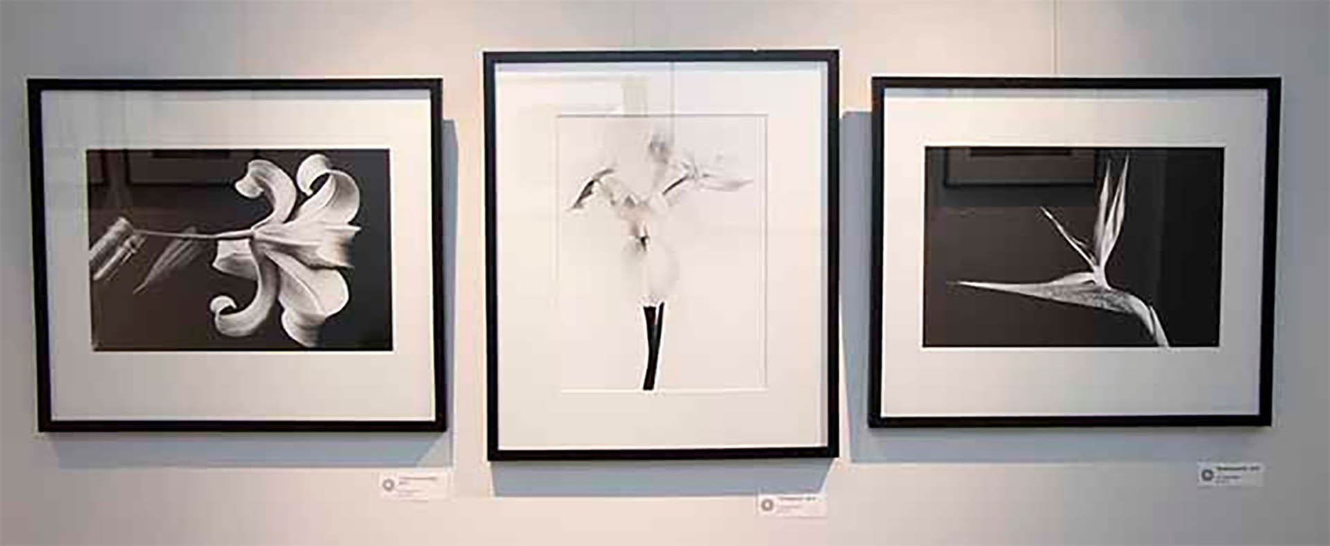Fotografías de “Jandri” Blaquier exhibidas en Sileo Gallery