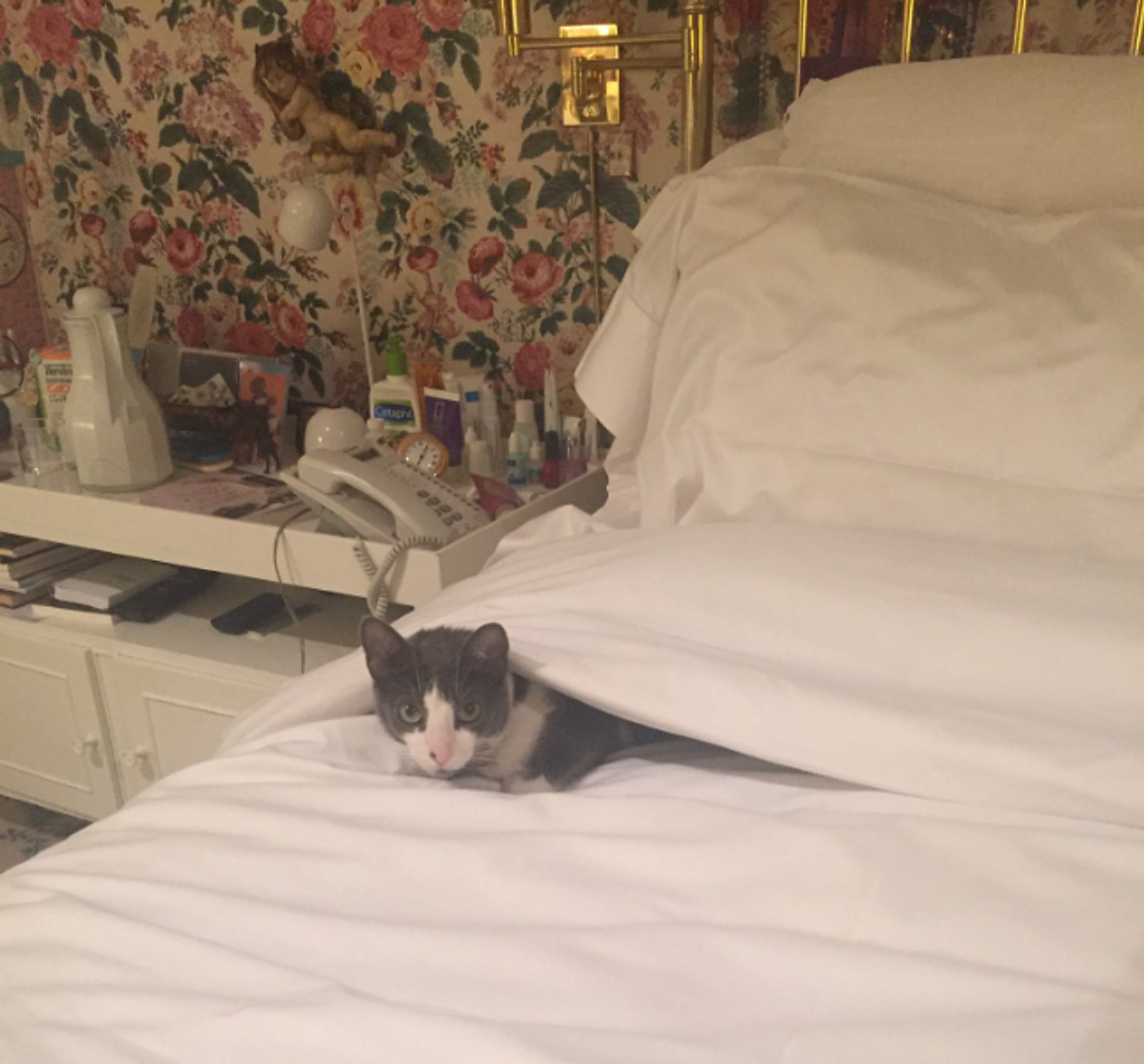Con el objetivo de mostrar a su gato, Susana terminó mostrando la intimidad de su mesa de luz en las redes sociales (Twitter)