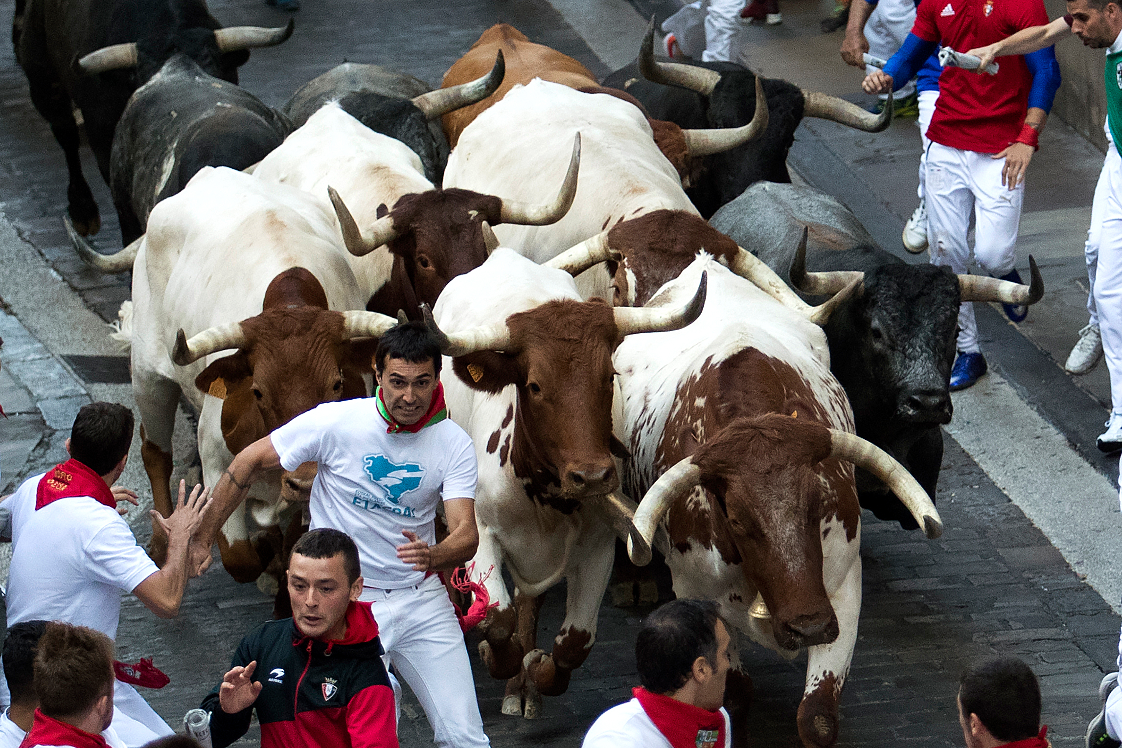 Los primeros astados llegaron sin mayores incidencias y a gran velocidad a los chiqueros de la plaza de toros, mientras que “Rabanero” se entretuvo en el coso, con intentos de darse la vuelta y obligó a intervenir a los dobladores (encargados de sacar las reses de la arena)