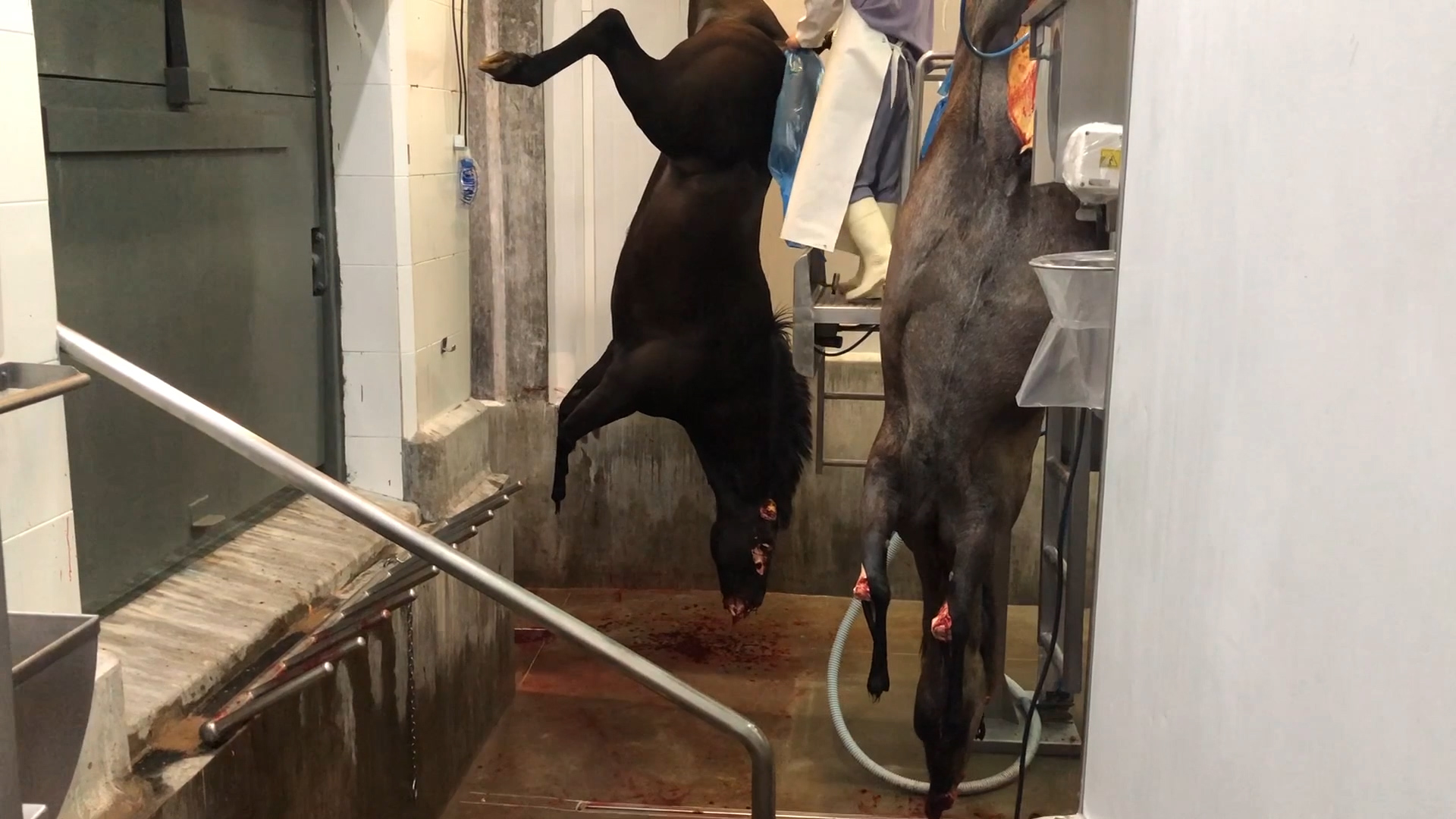 Grupos Animalistas Aseguran Que Detrás De La Exportación De Carne De Caballo Hay Cuatrerismo Mafias Y Crueldad Animal Infobae