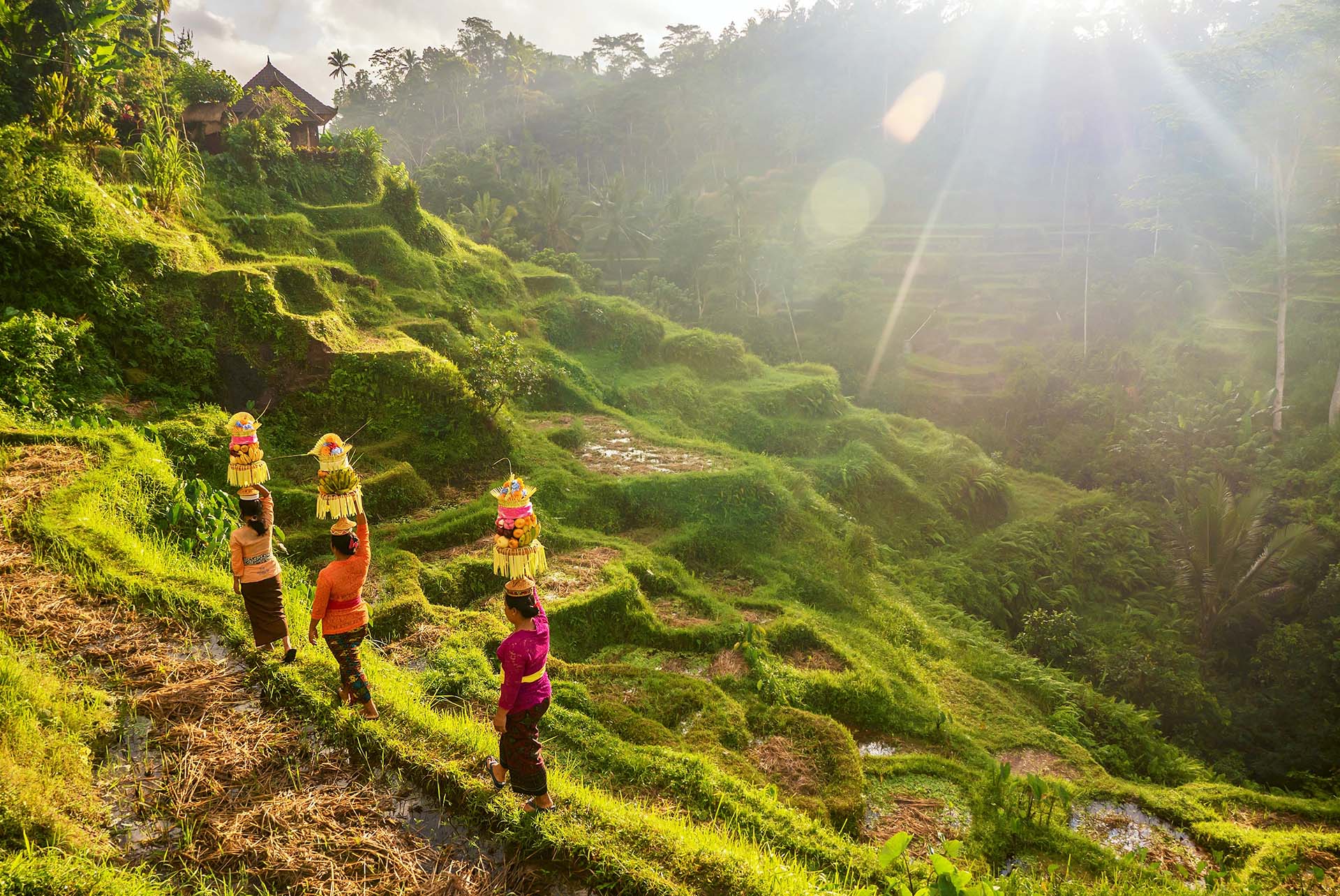 Desde los arrozales en terrazas hasta los templos y santuarios hindúes, Ubud, Indonesia, es uno de los destinos más populares de Bali (Shutterstock)