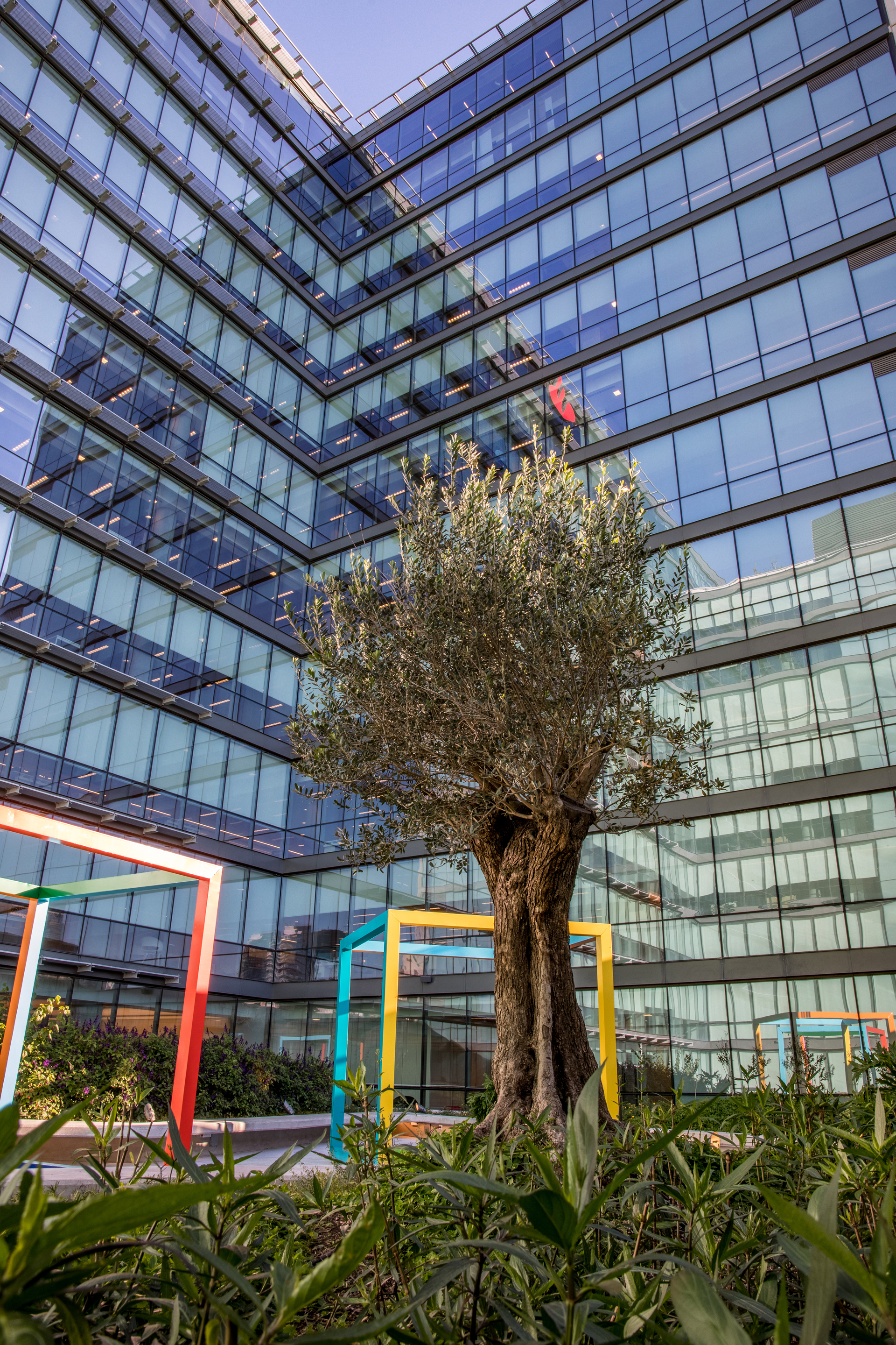 El olivo característico de las principales edificaciones de Santander en el mundo, está ubicado en la terraza verde.