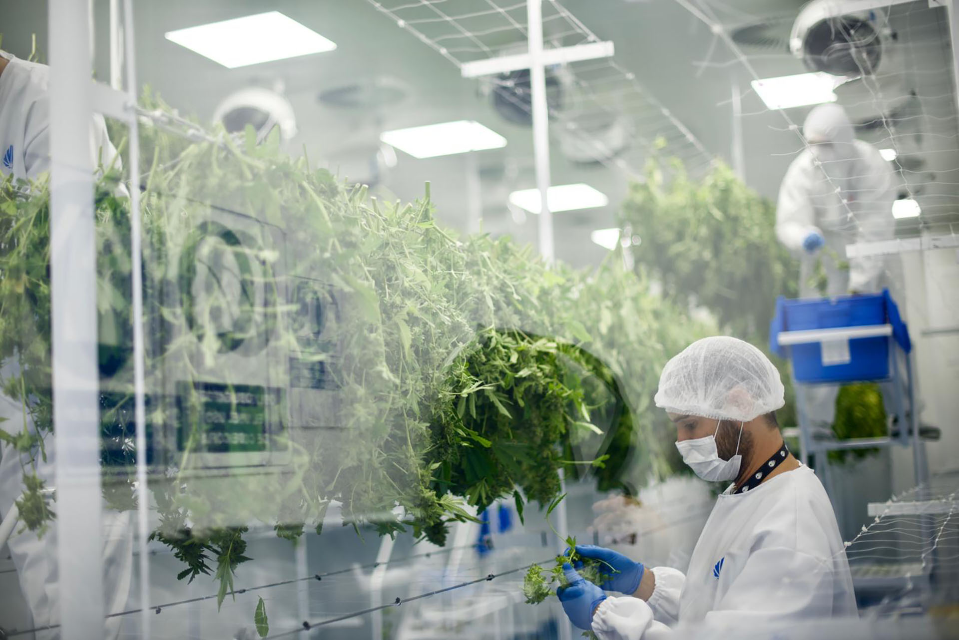 Laboratorio de una de las empresas autorizadas a trabajar en Uruguay (Gentileza Fotmer)