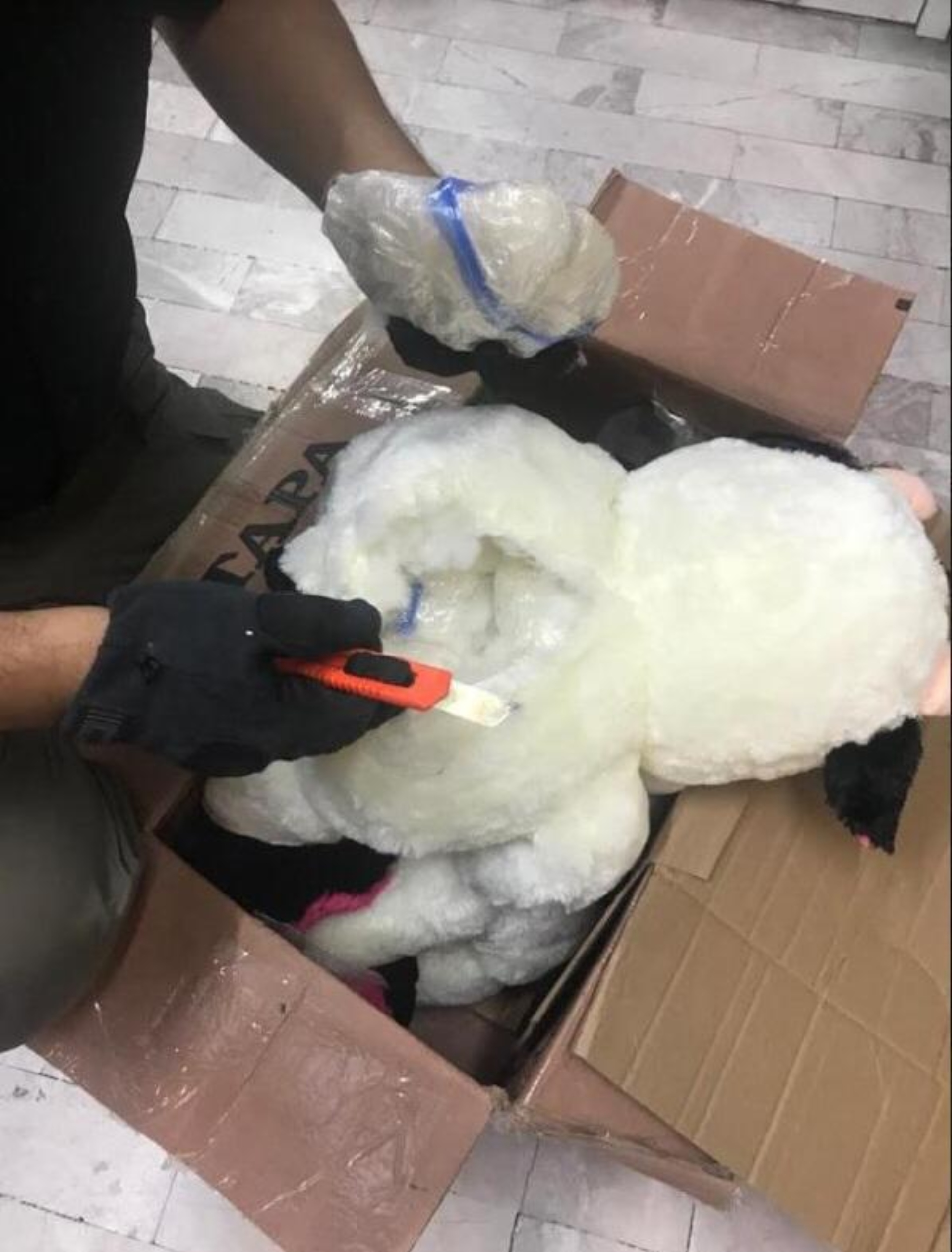 La inspección se hizo luego de recibir una denuncia anónima (Foto: FGR)