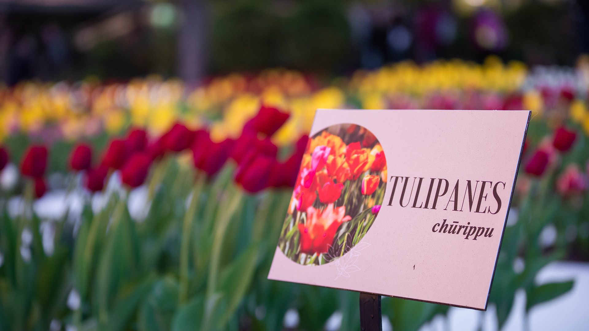 “Churippu” es el término japonés para designar a estas flores