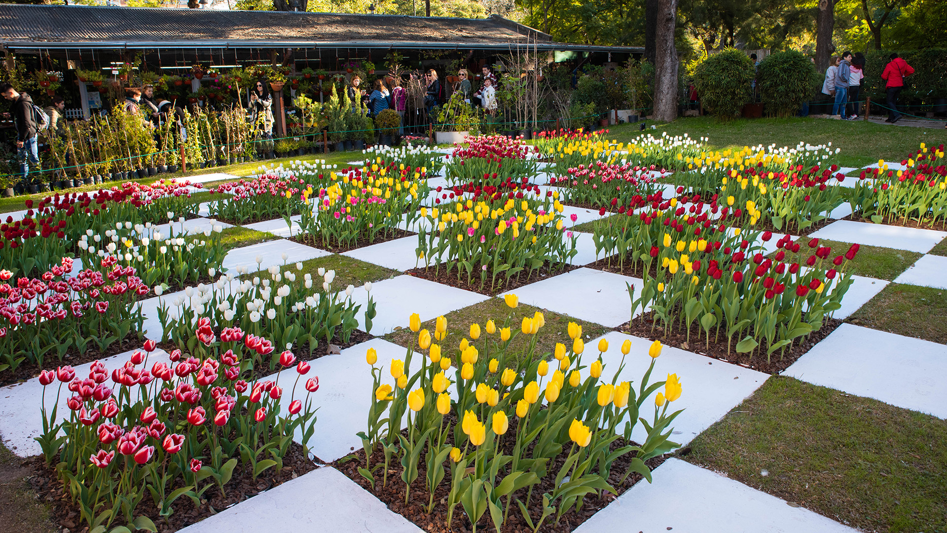 Los ejemplares locales fueron plantados en un mosaico estilo damero organizado por color